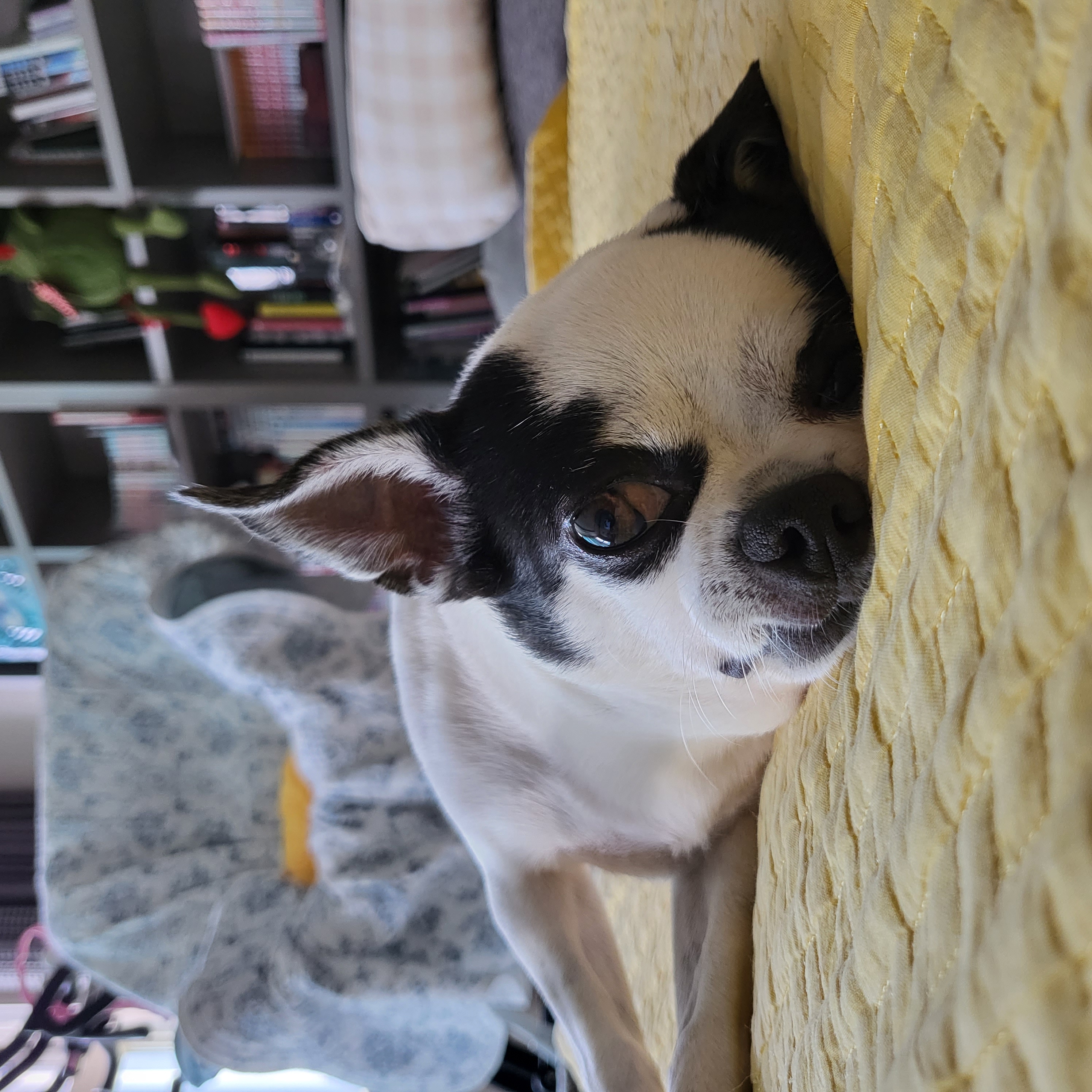 방울이(사곤이) 일년차 입니다