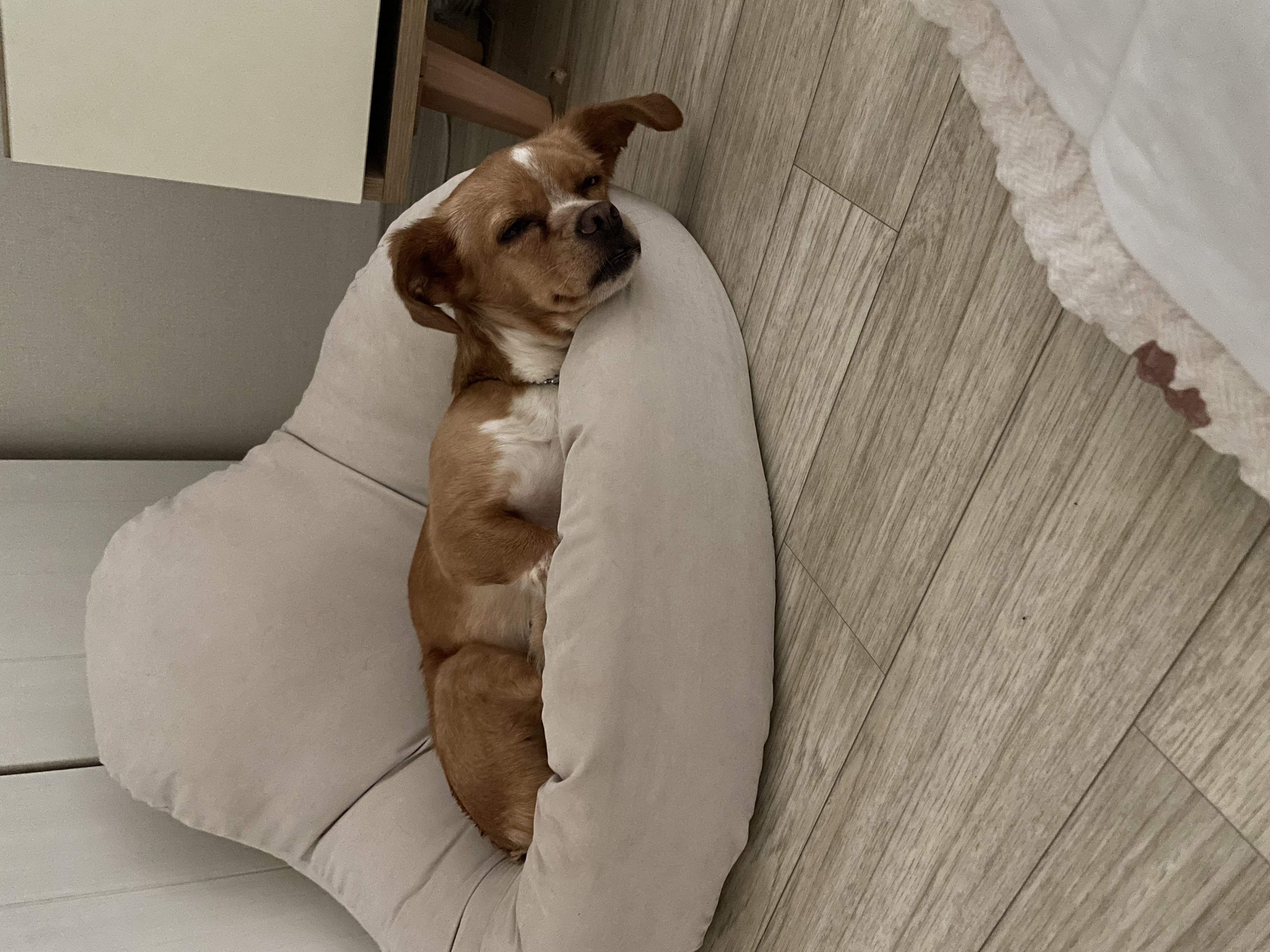 밤이(삐삐)가 백일이 지났어요~