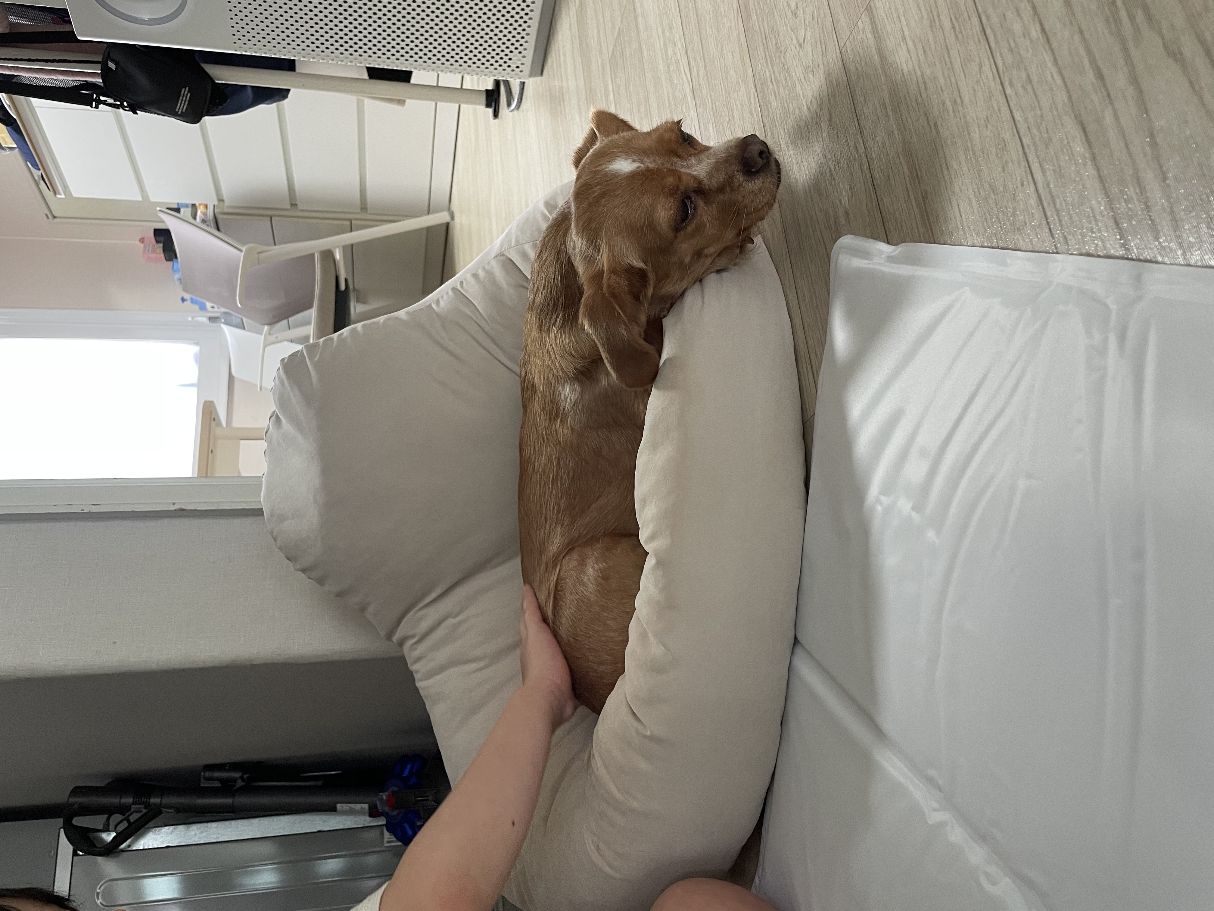 밤이(삐삐)가 백일이 지났어요~