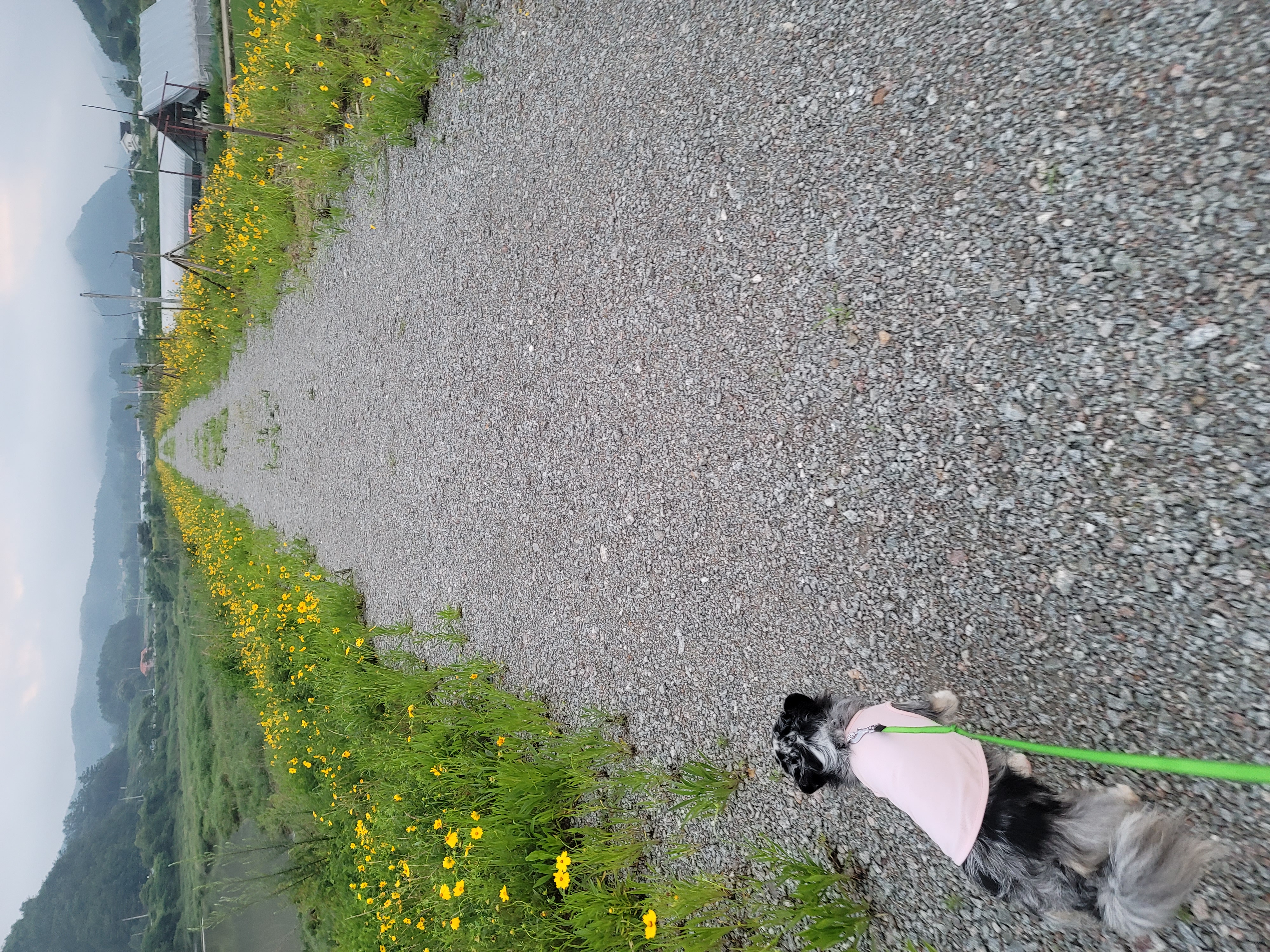 쁘띠소식전해요(평택번식장 모지ㆍ태태자견)