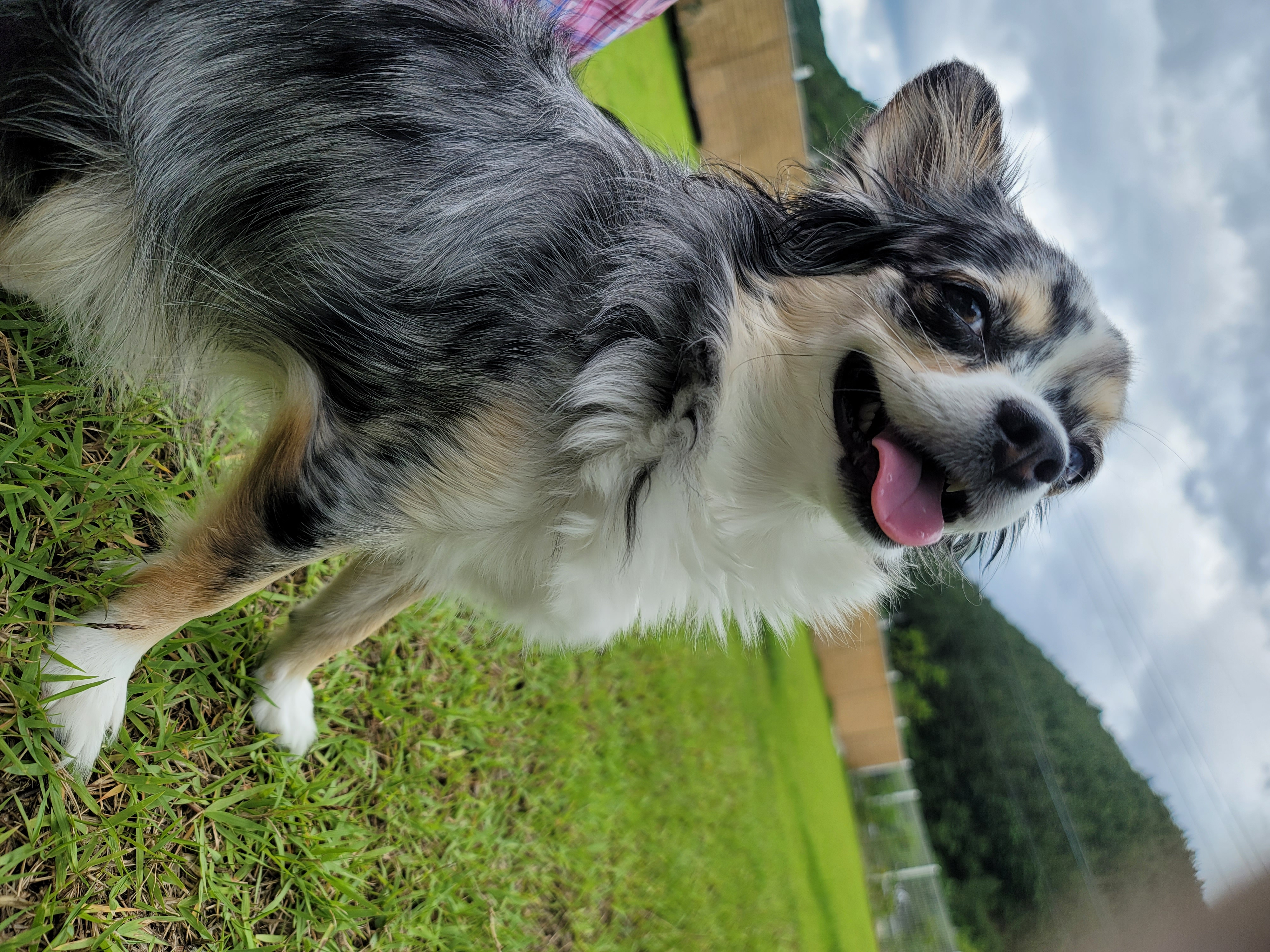 쁘띠소식전해요(평택번식장 모지ㆍ태태자견)