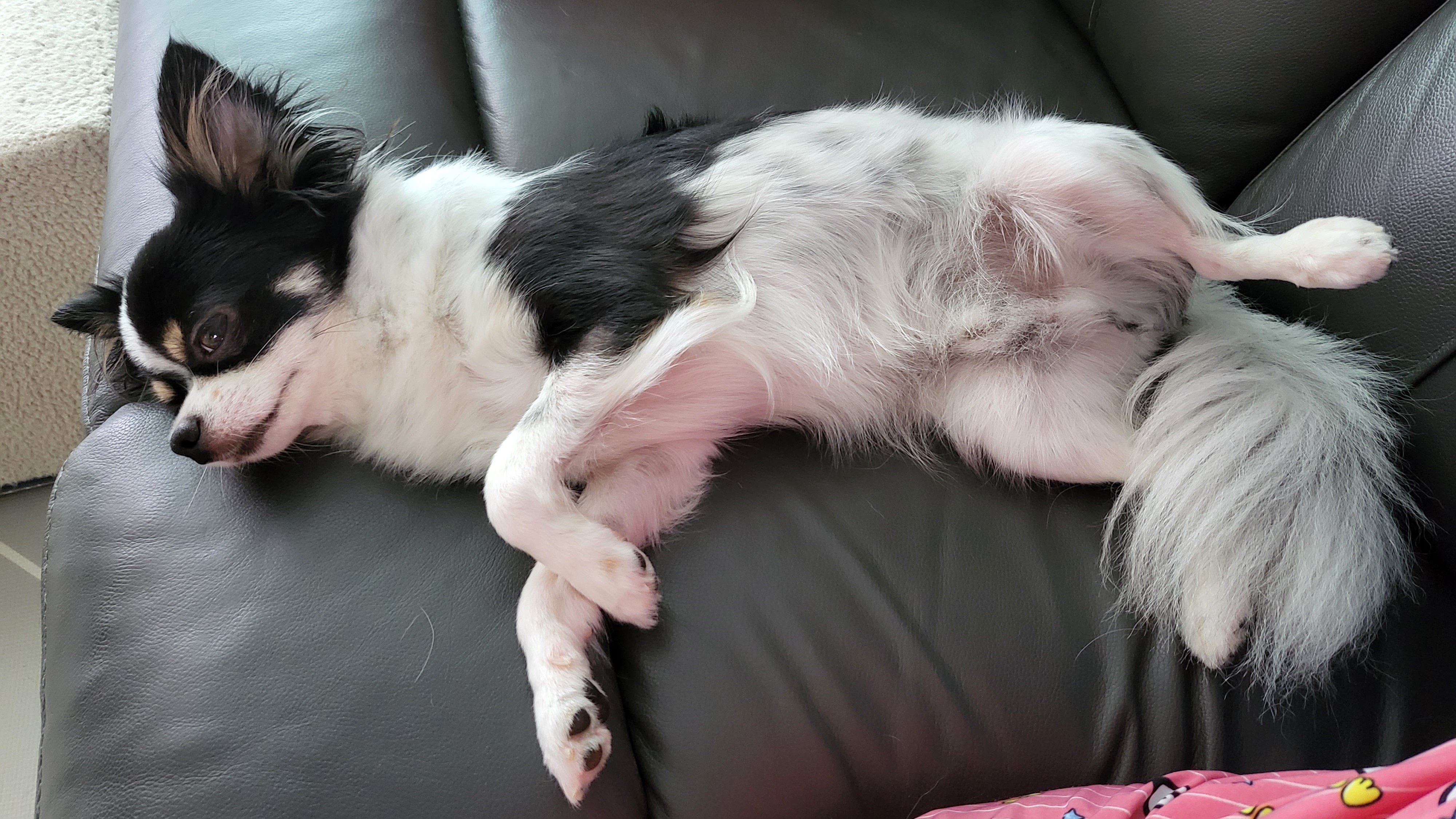 우리집 아기천사 이몬이♡