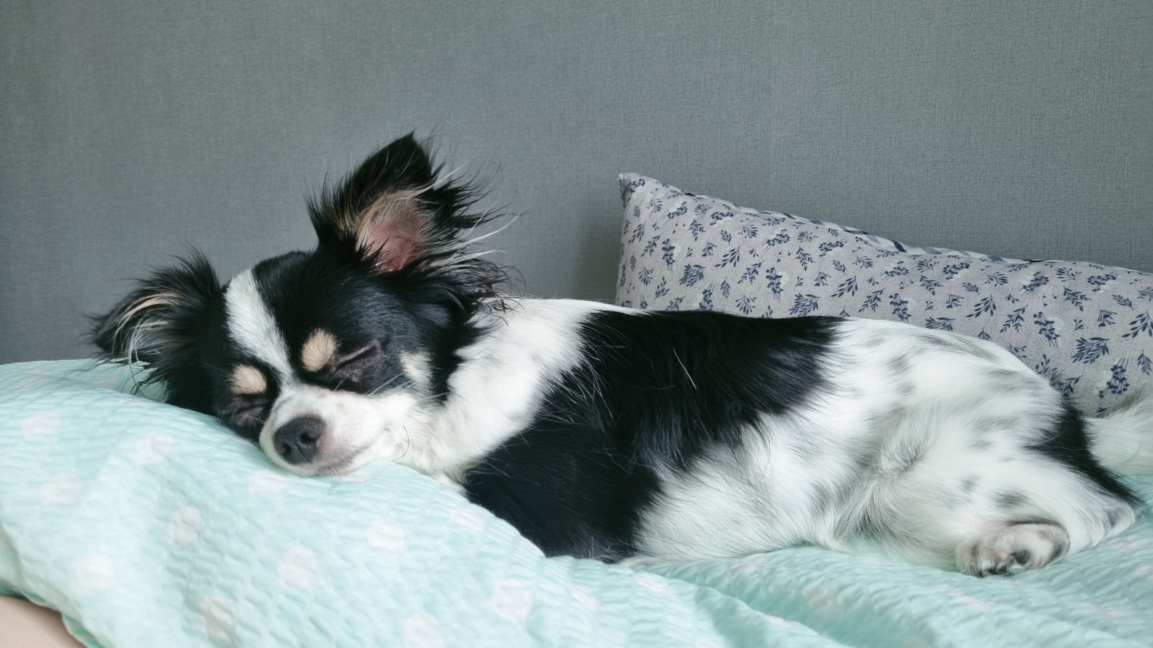 우리집 아기천사 이몬이♡