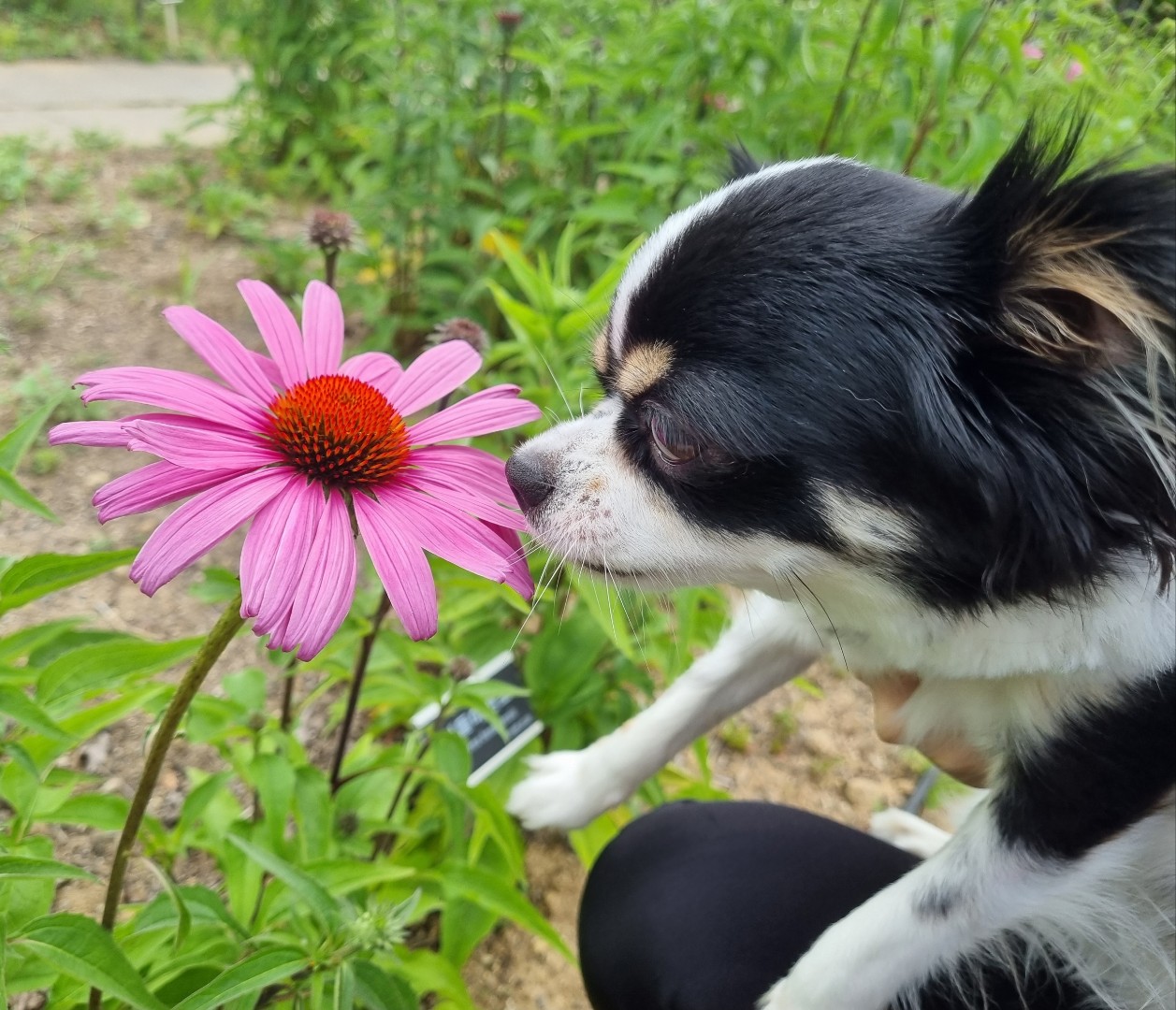 우리집 아기천사 이몬이♡