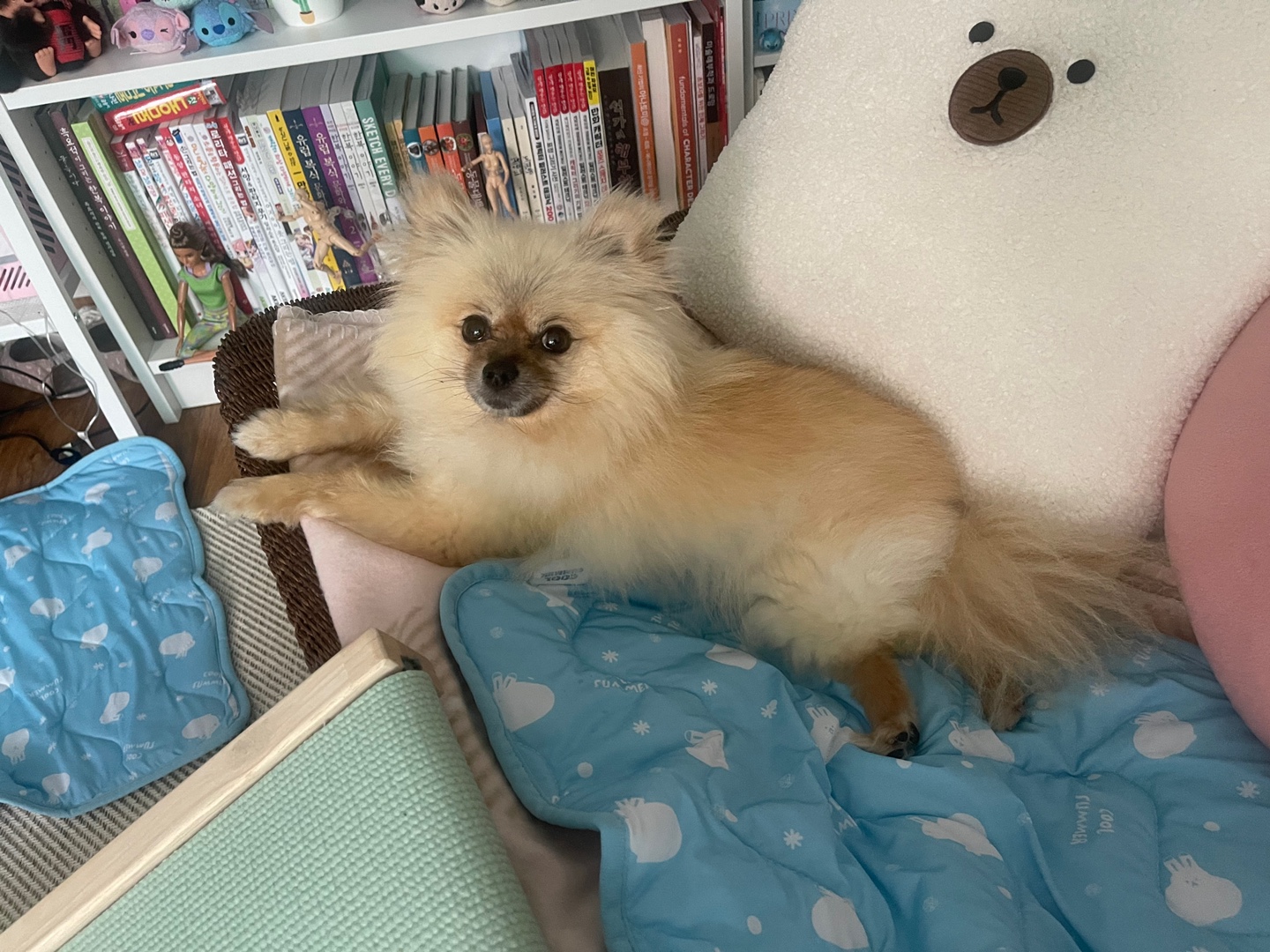 티아나(깍지) 하늘의 별이 되었습니다