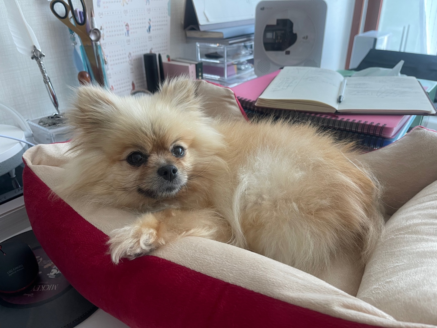 티아나(깍지) 하늘의 별이 되었습니다