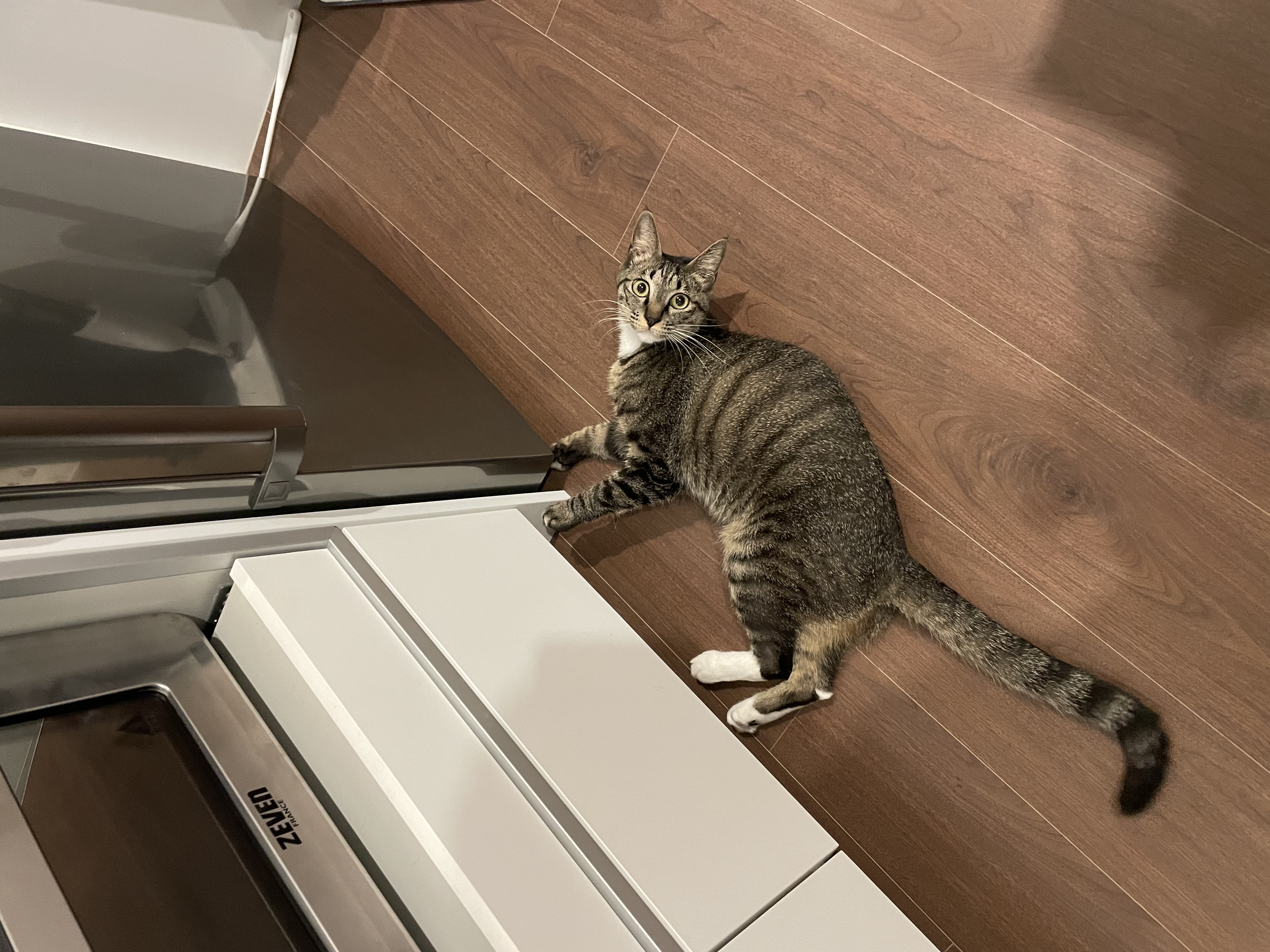 갤럭시 입양 후 3개월 후기