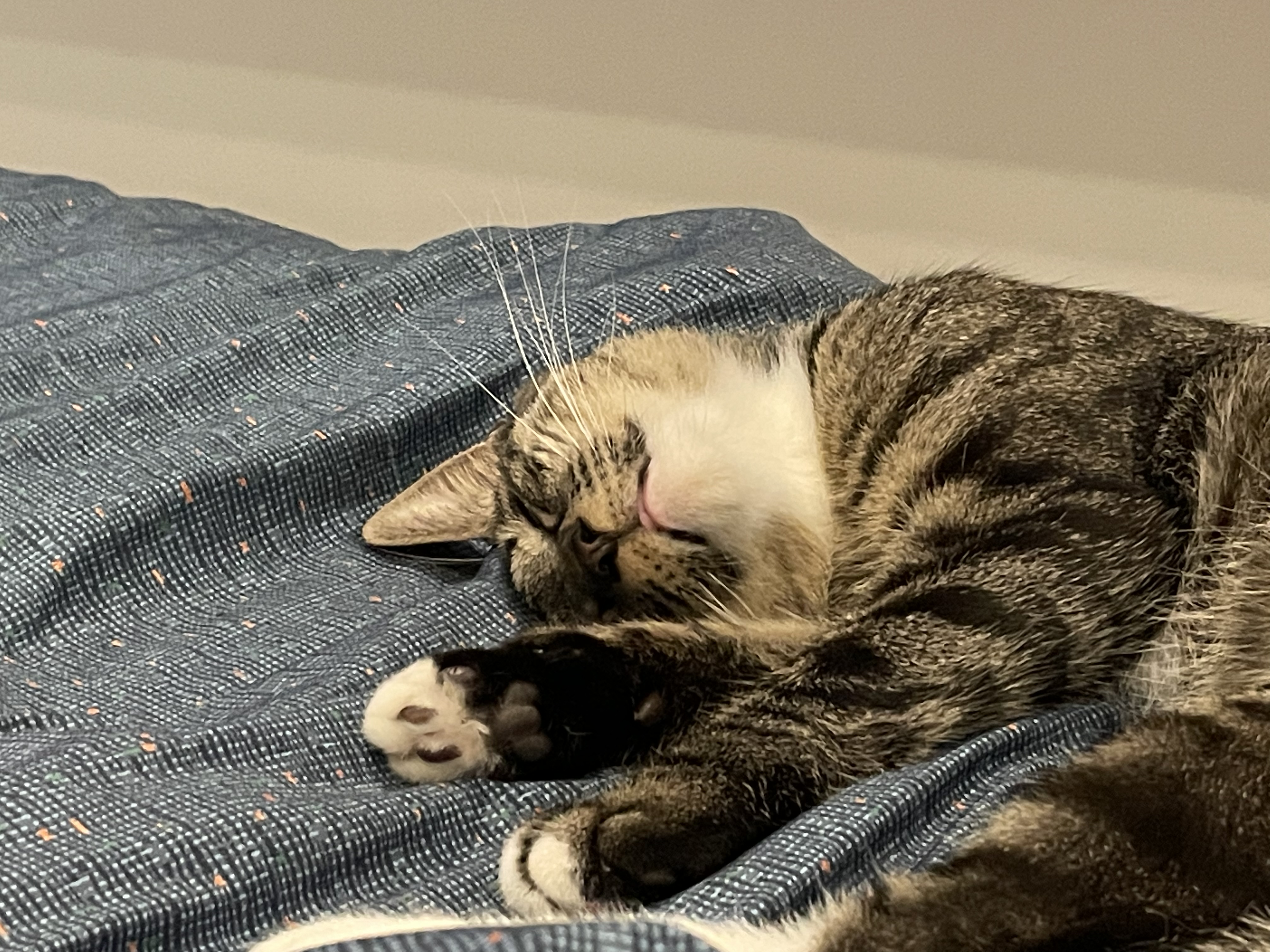 갤럭시 입양 후 3개월 후기