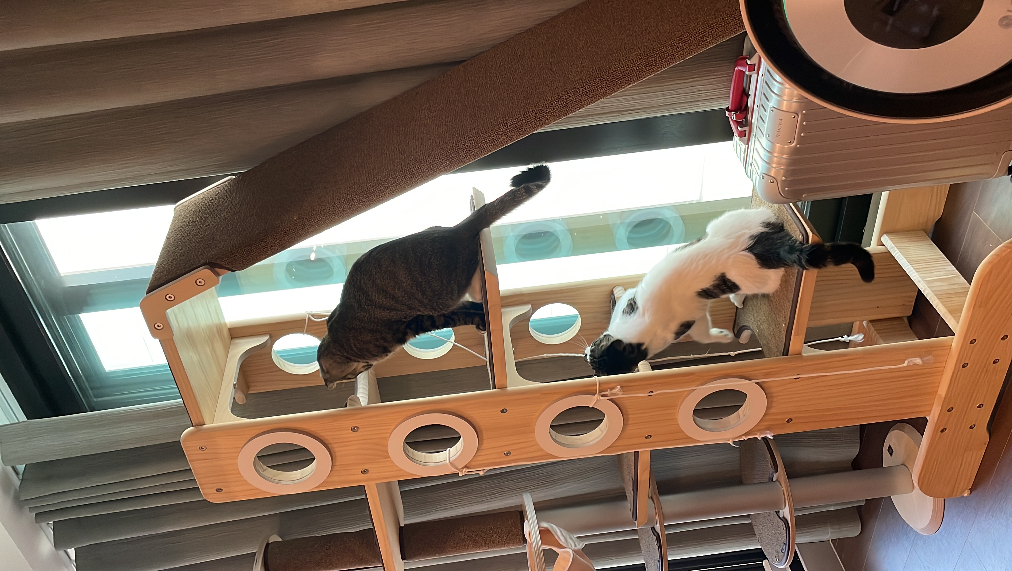 갤럭시 입양 후 3개월 후기