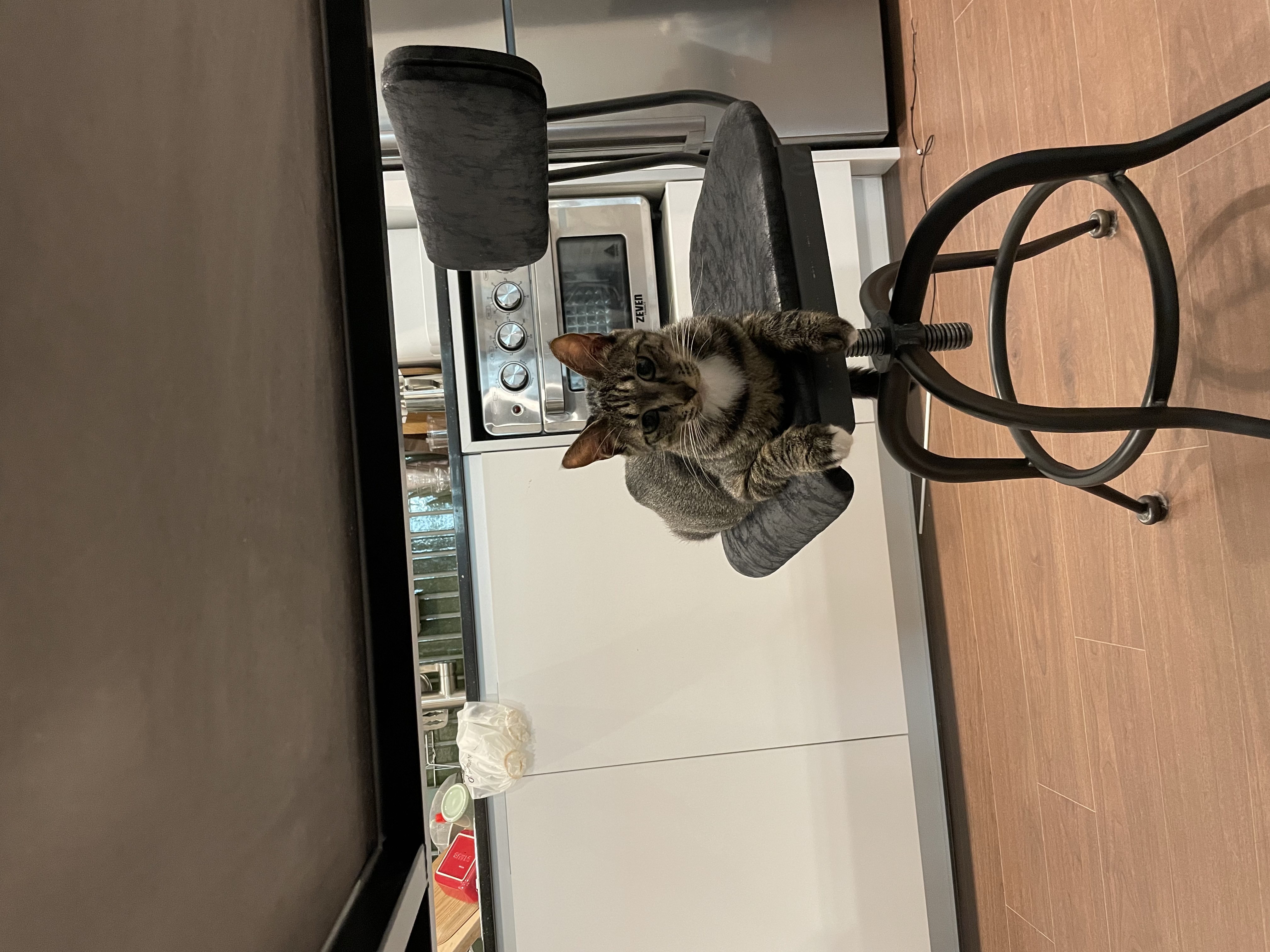 갤럭시 입양 후 3개월 후기