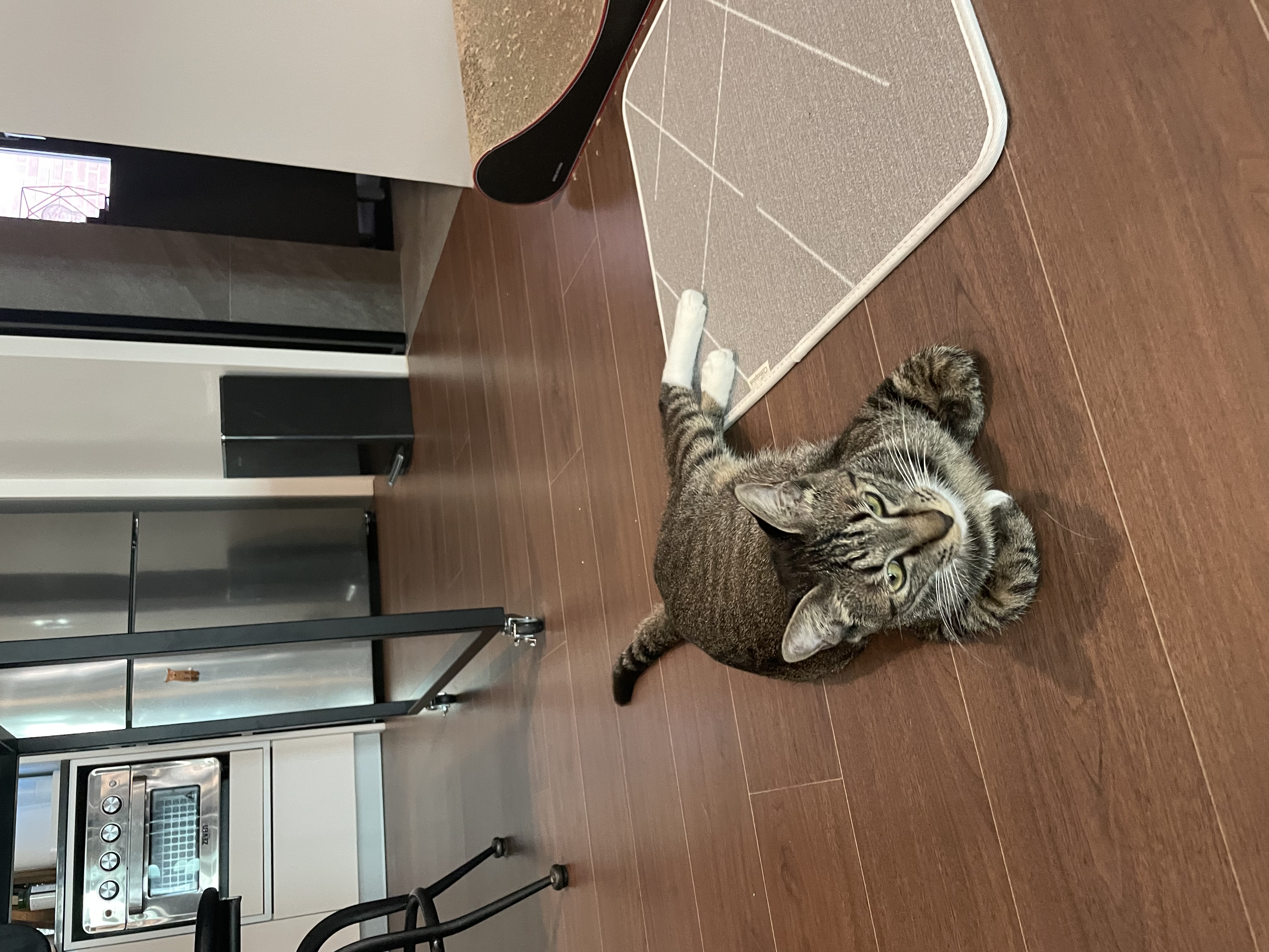 갤럭시 입양 후 3개월 후기