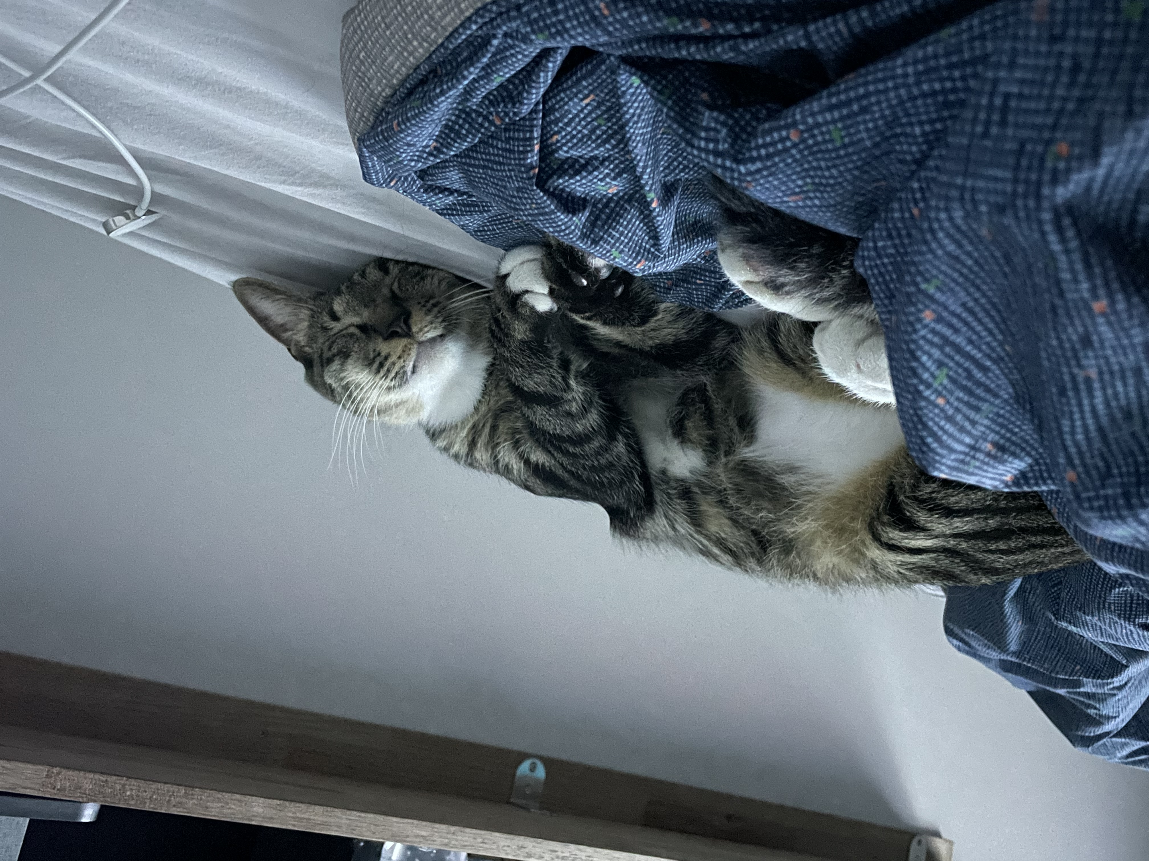 갤럭시 입양 후 3개월 후기