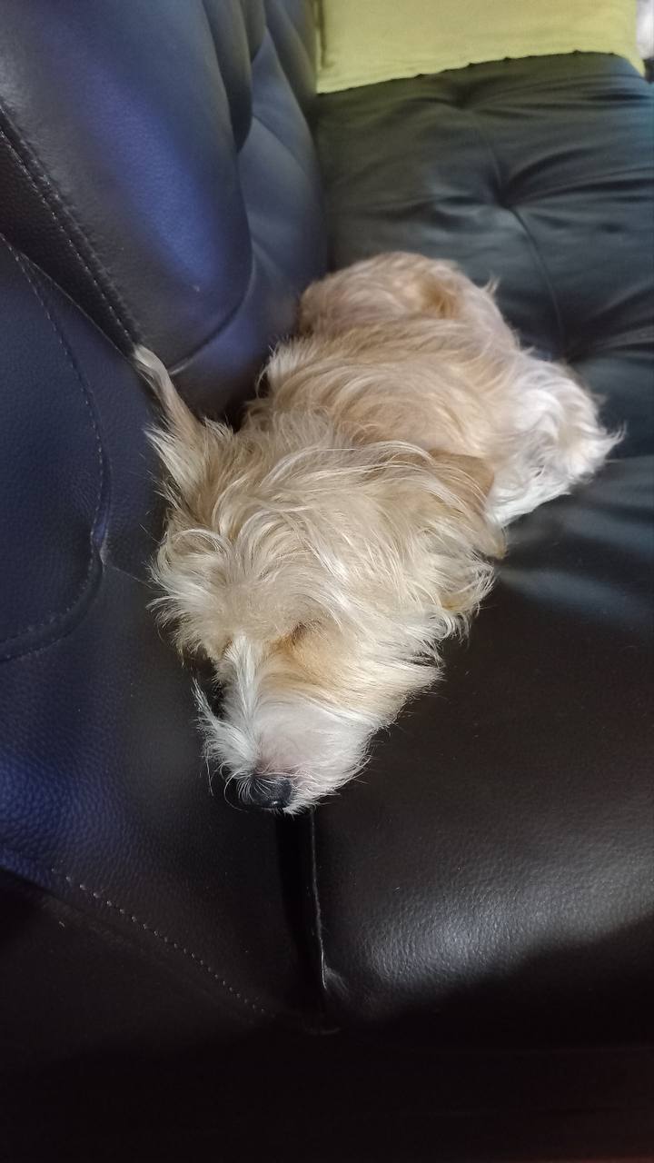 천덕꾸러기 엘리사와 조금 더 보낸 1년 이야기