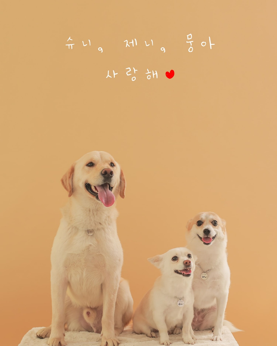 제니(카멜)입양 후기