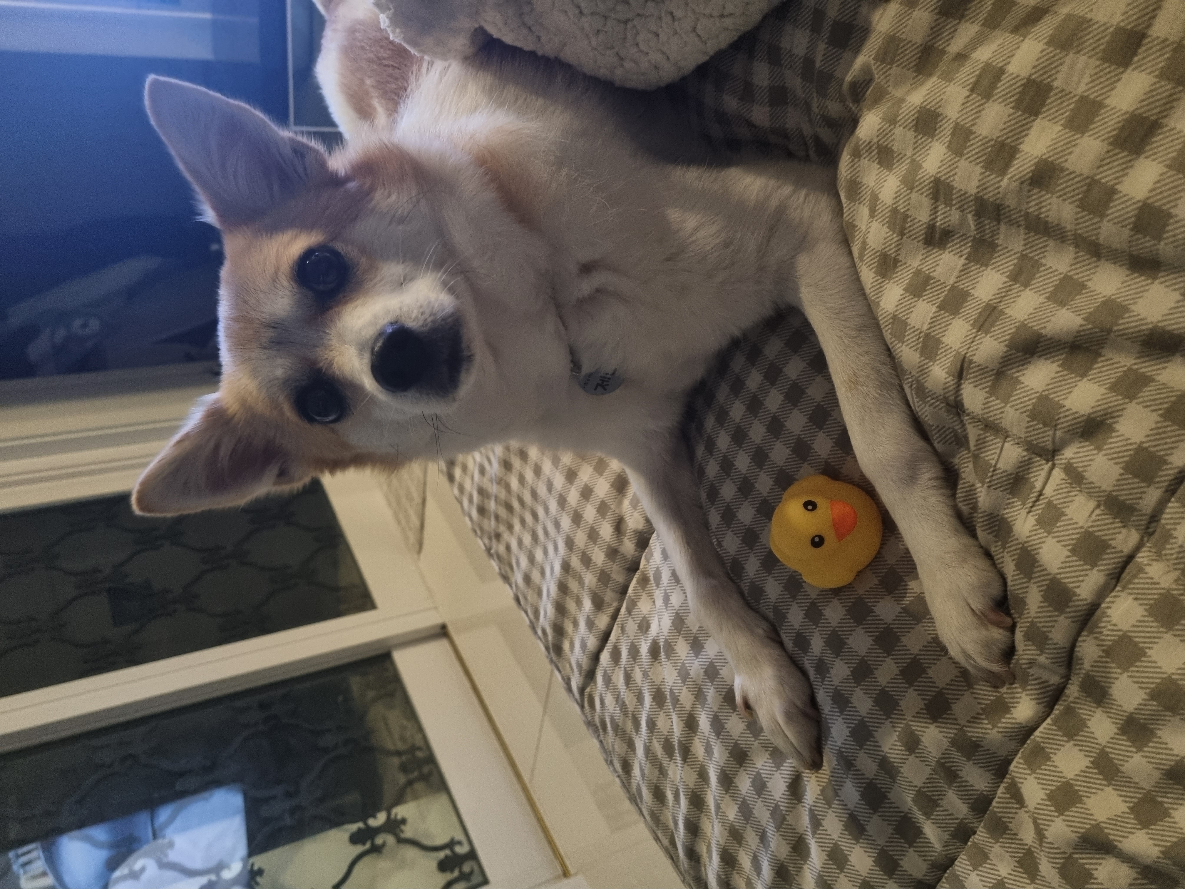 제니(카멜)입양 후기