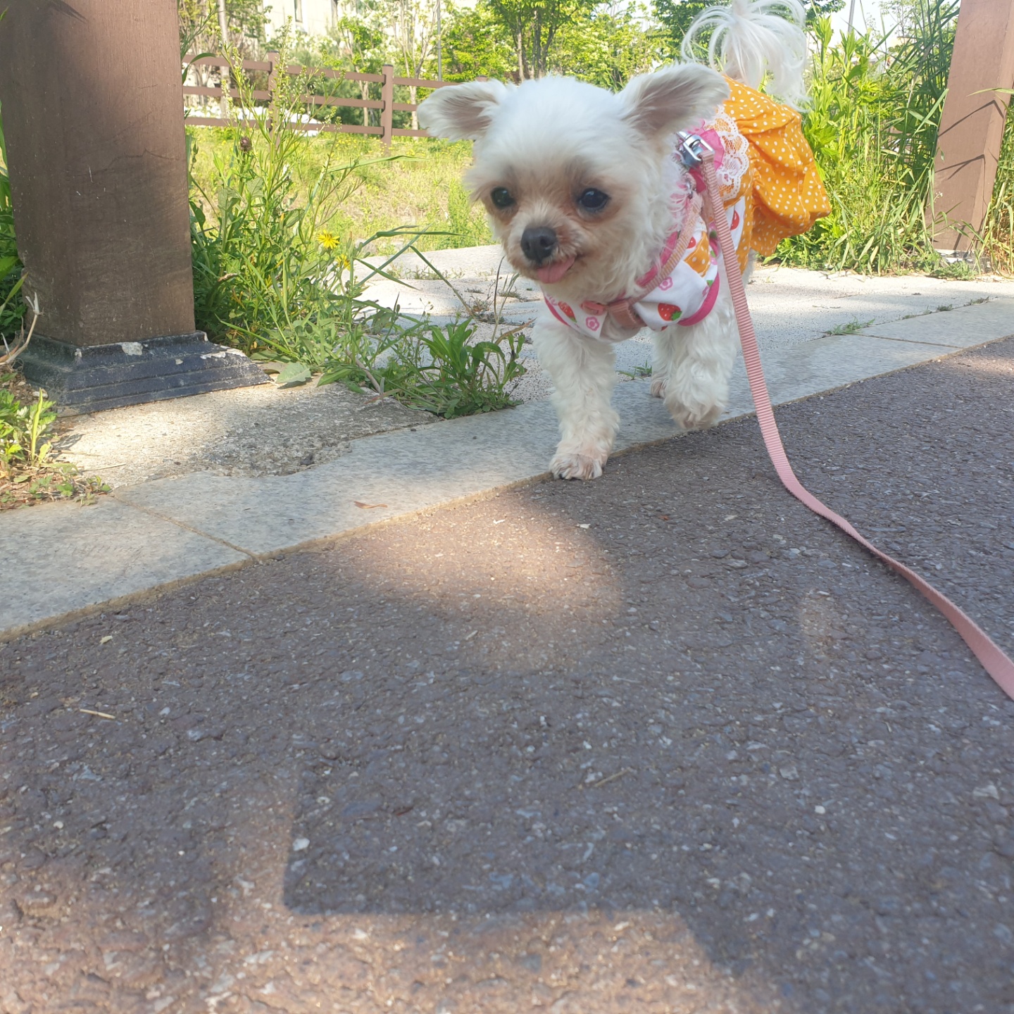 꽃순이 ^o^ 금동이