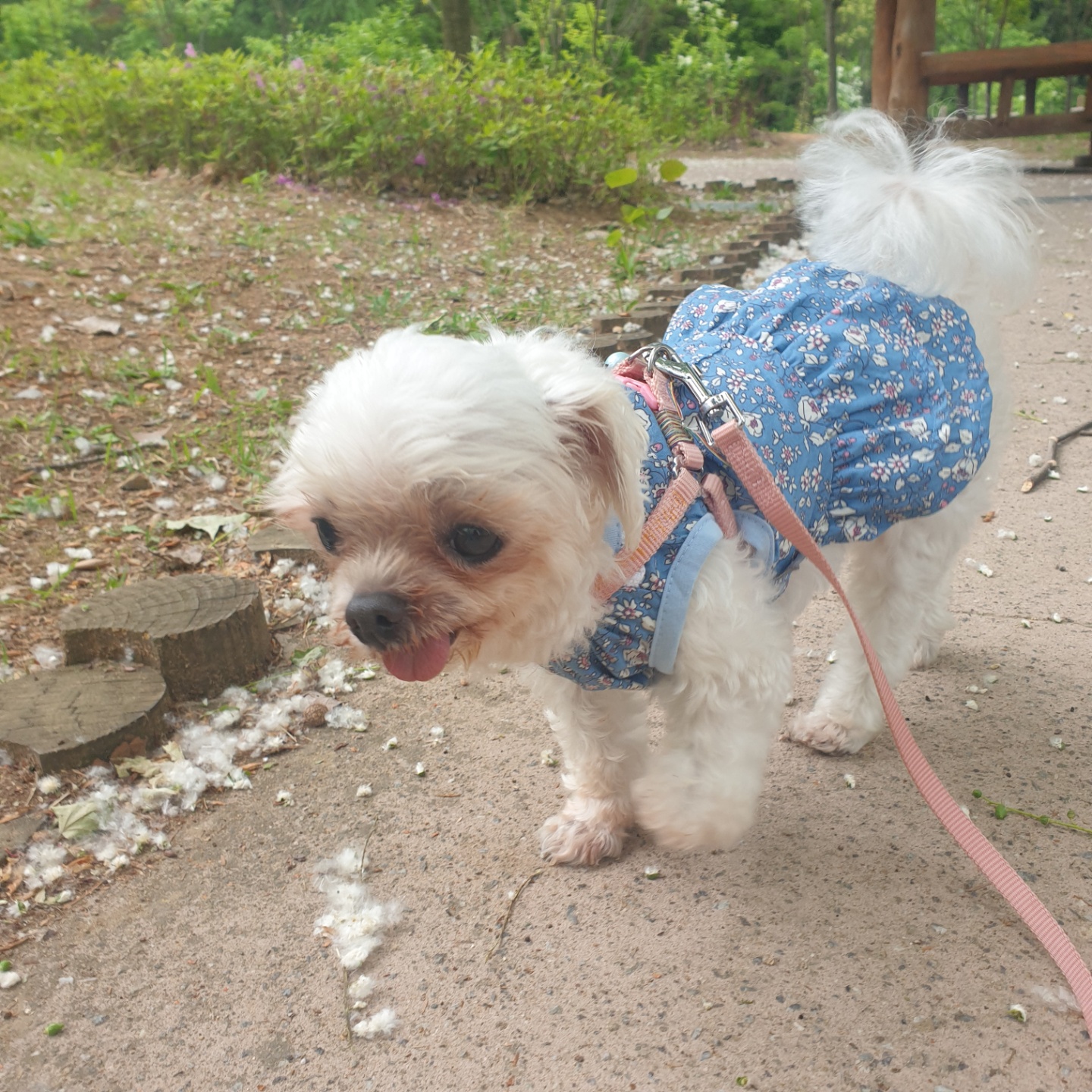 꽃순이 ^o^ 금동이