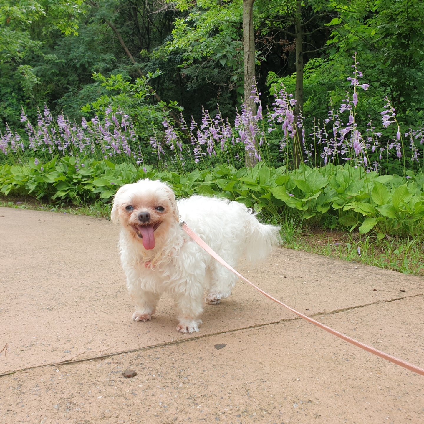 꽃순이 ^o^ 금동이