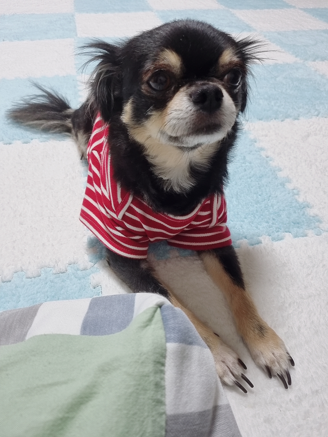 평택치와와 칸쵸~~