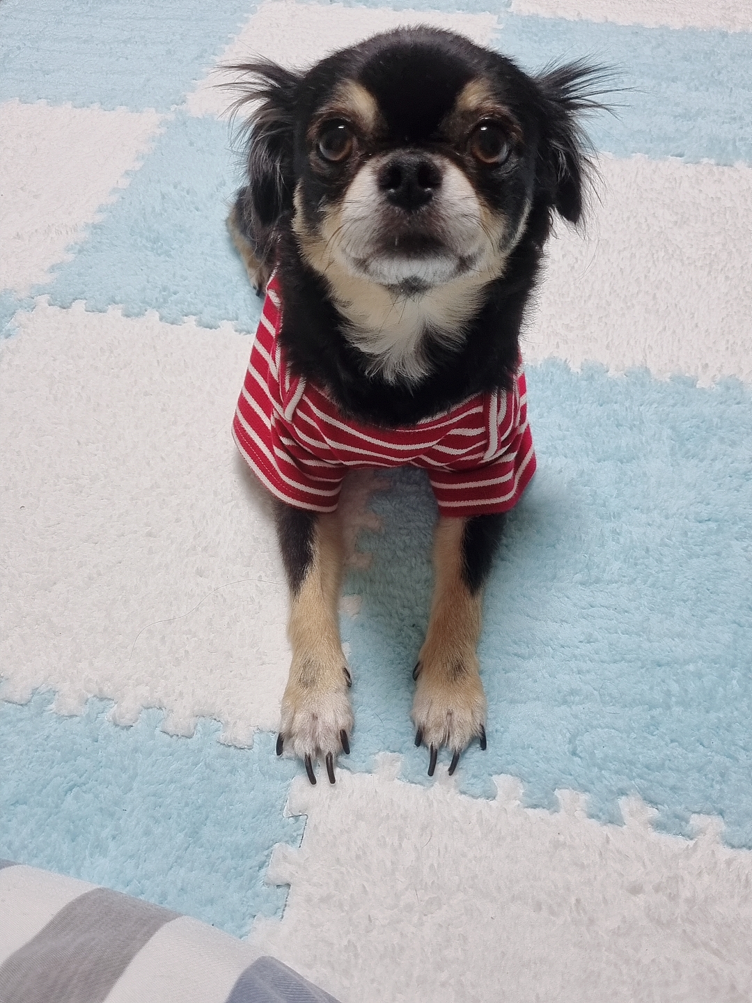 평택치와와 칸쵸~~