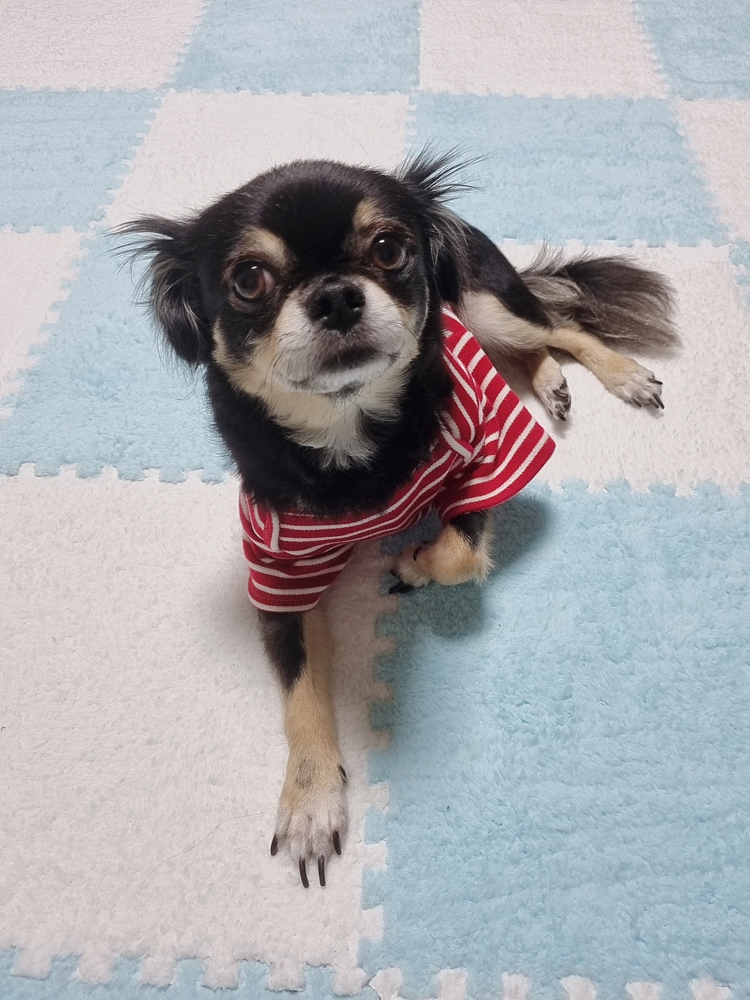 평택치와와 칸쵸~~