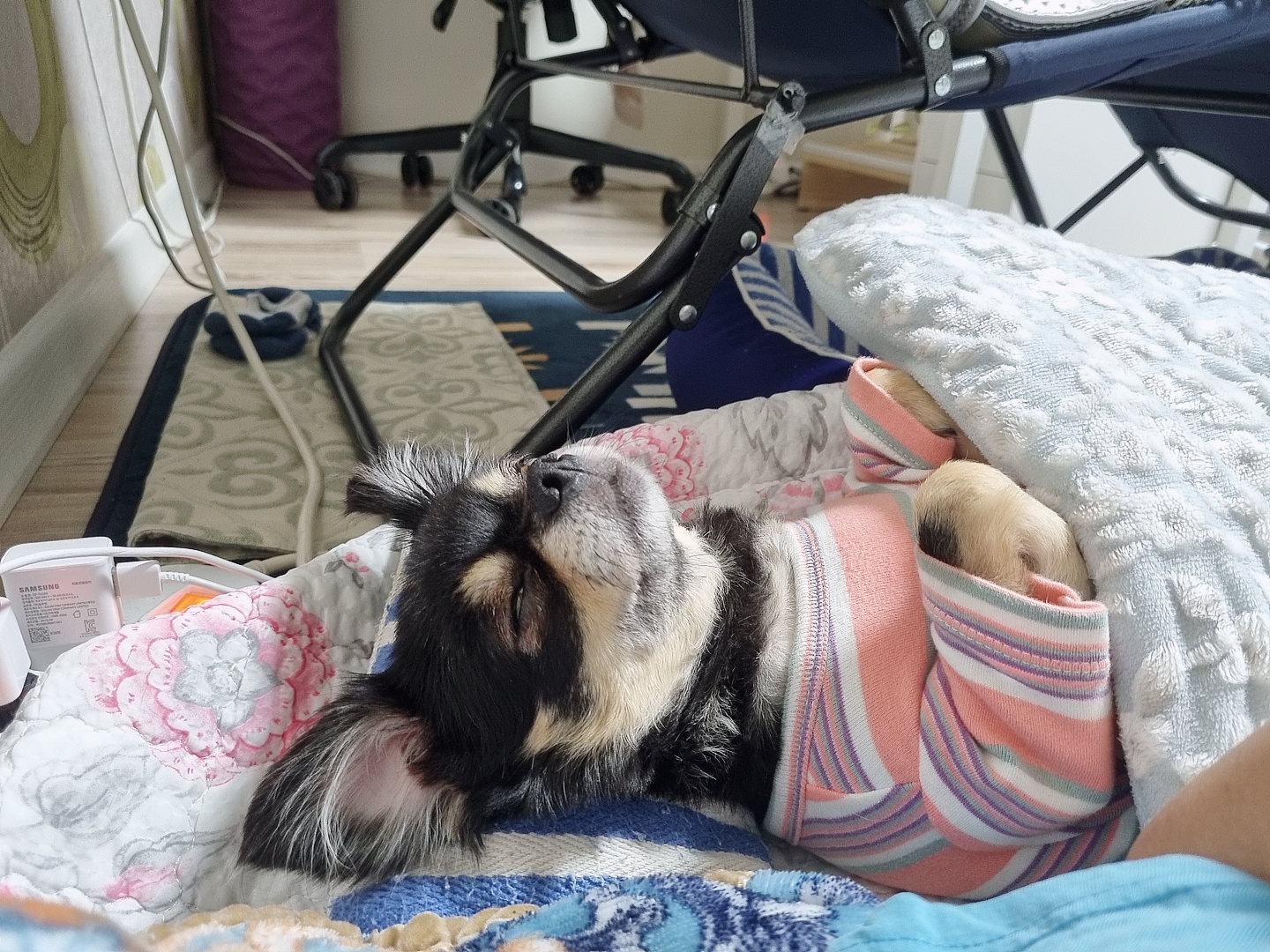 평택치와와 칸쵸~~