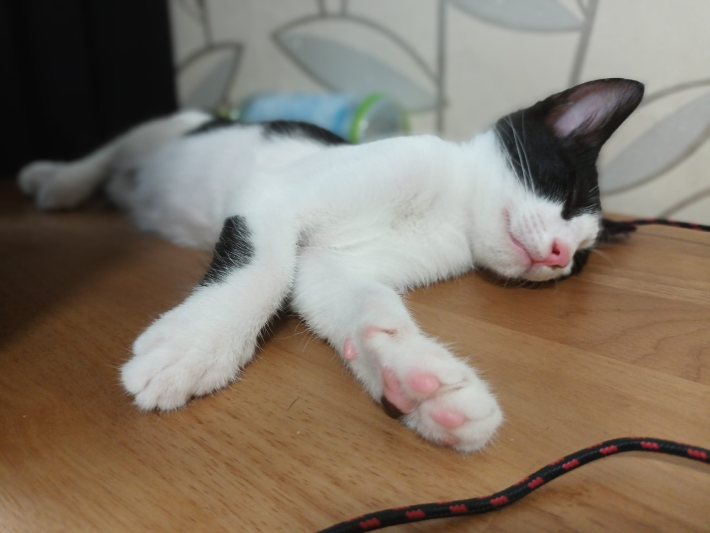 힘찬이 무럭이 1달