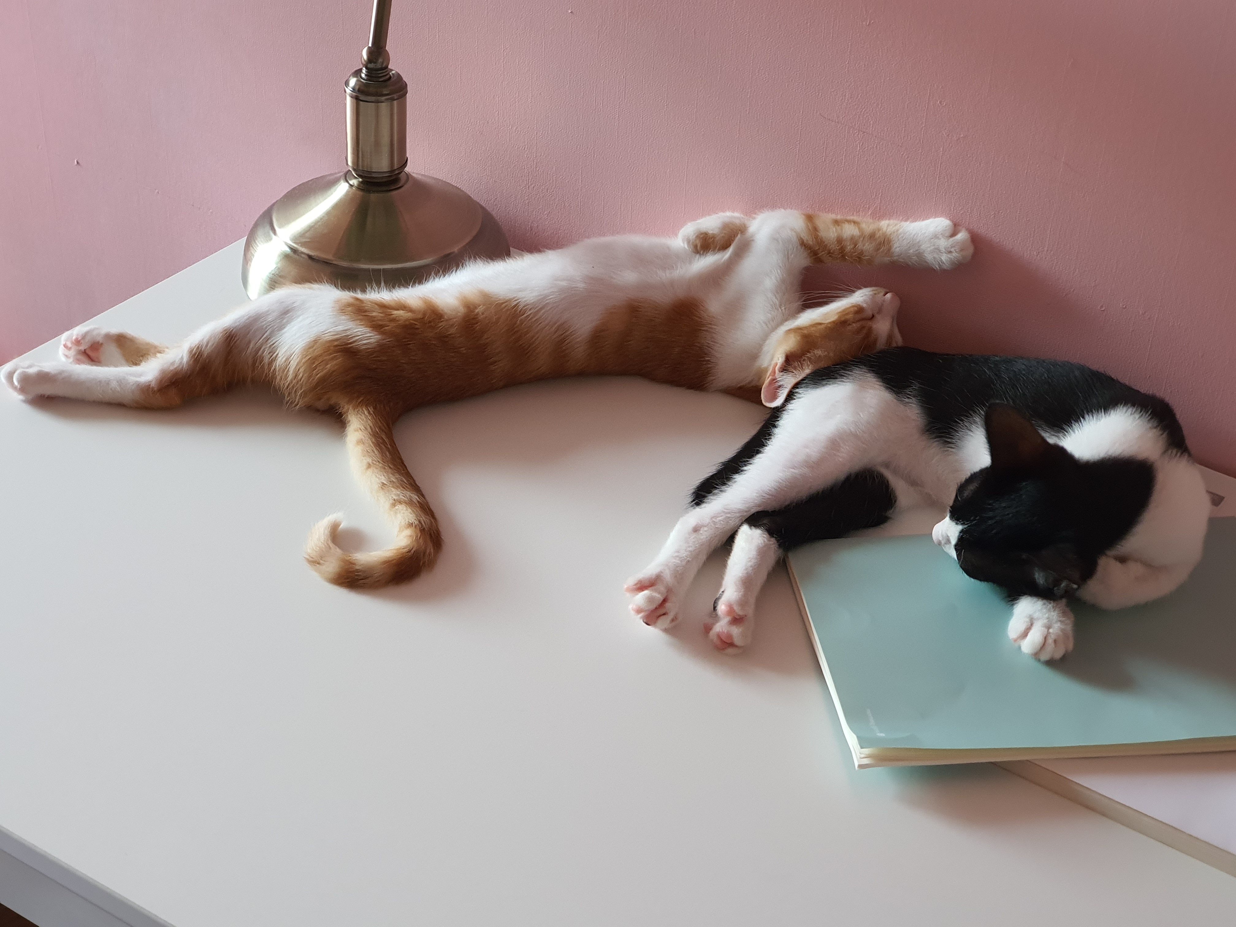 힘찬이 무럭이 1달