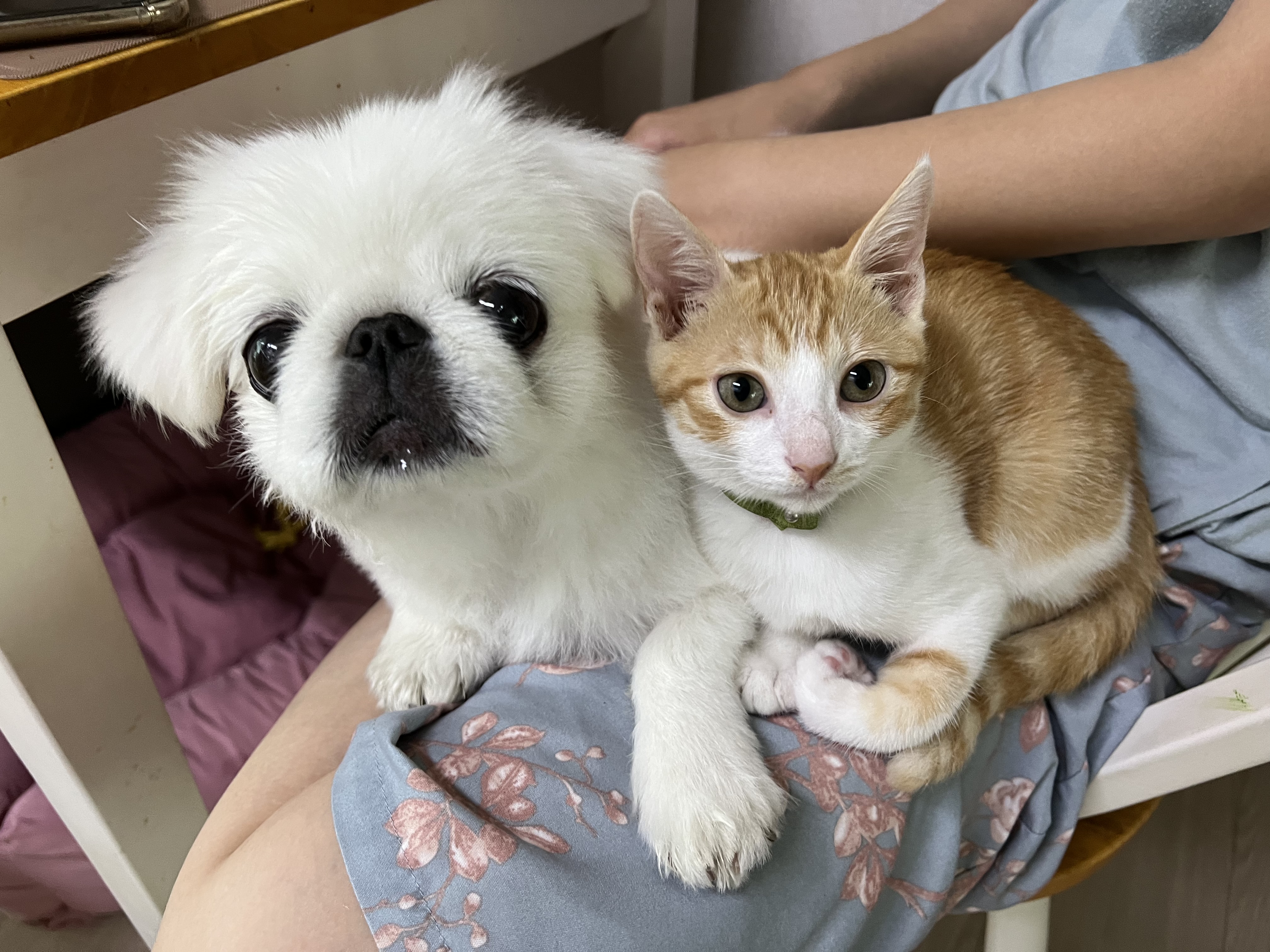 바니&차니의 4주 