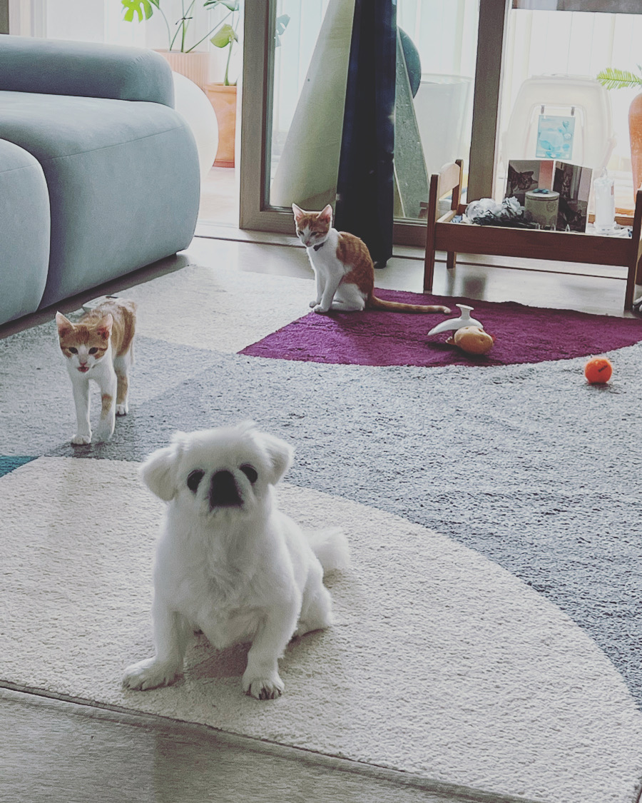 바니&차니의 4주 