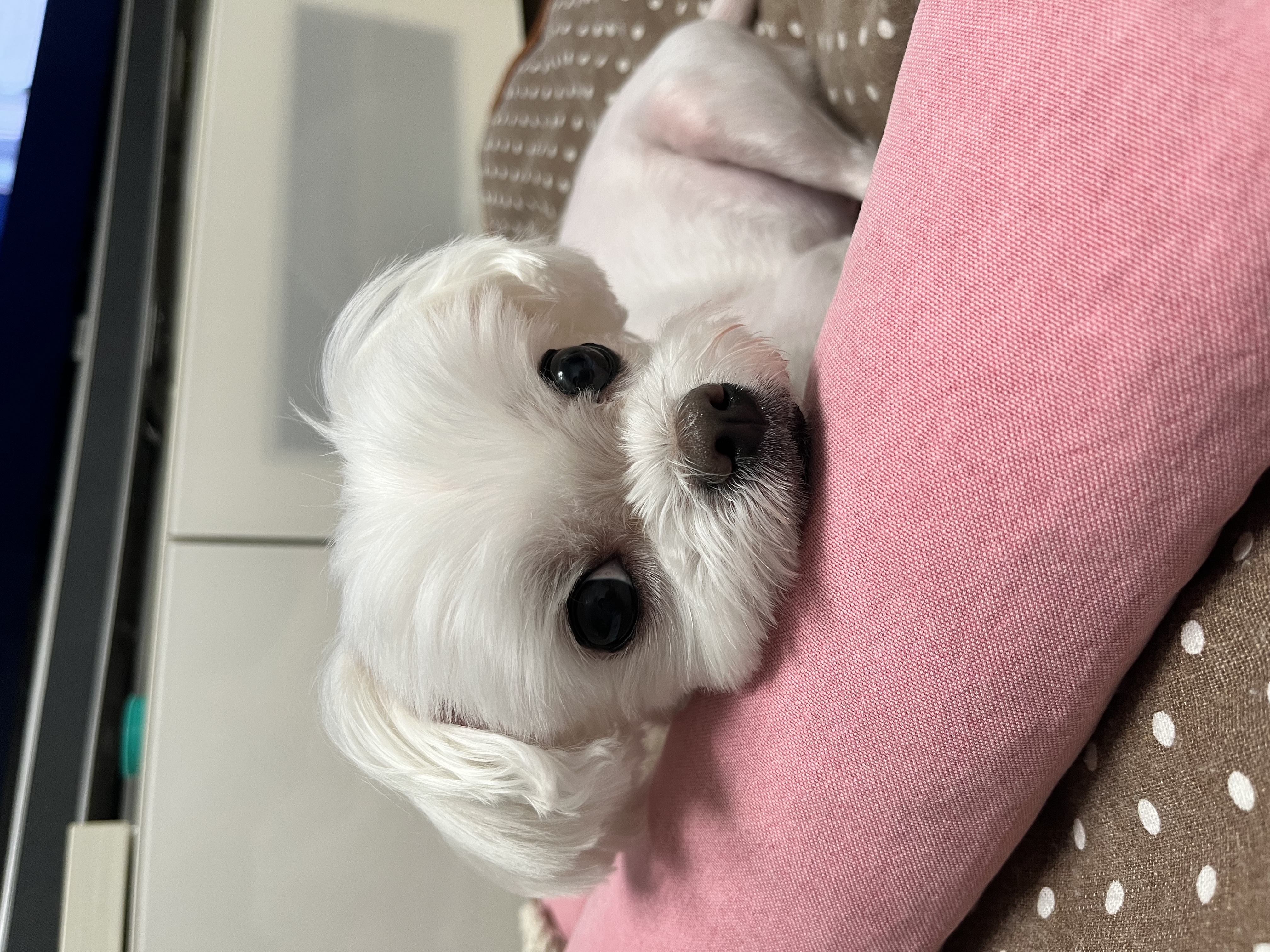 단이랑 구름이랑 소소한 일상