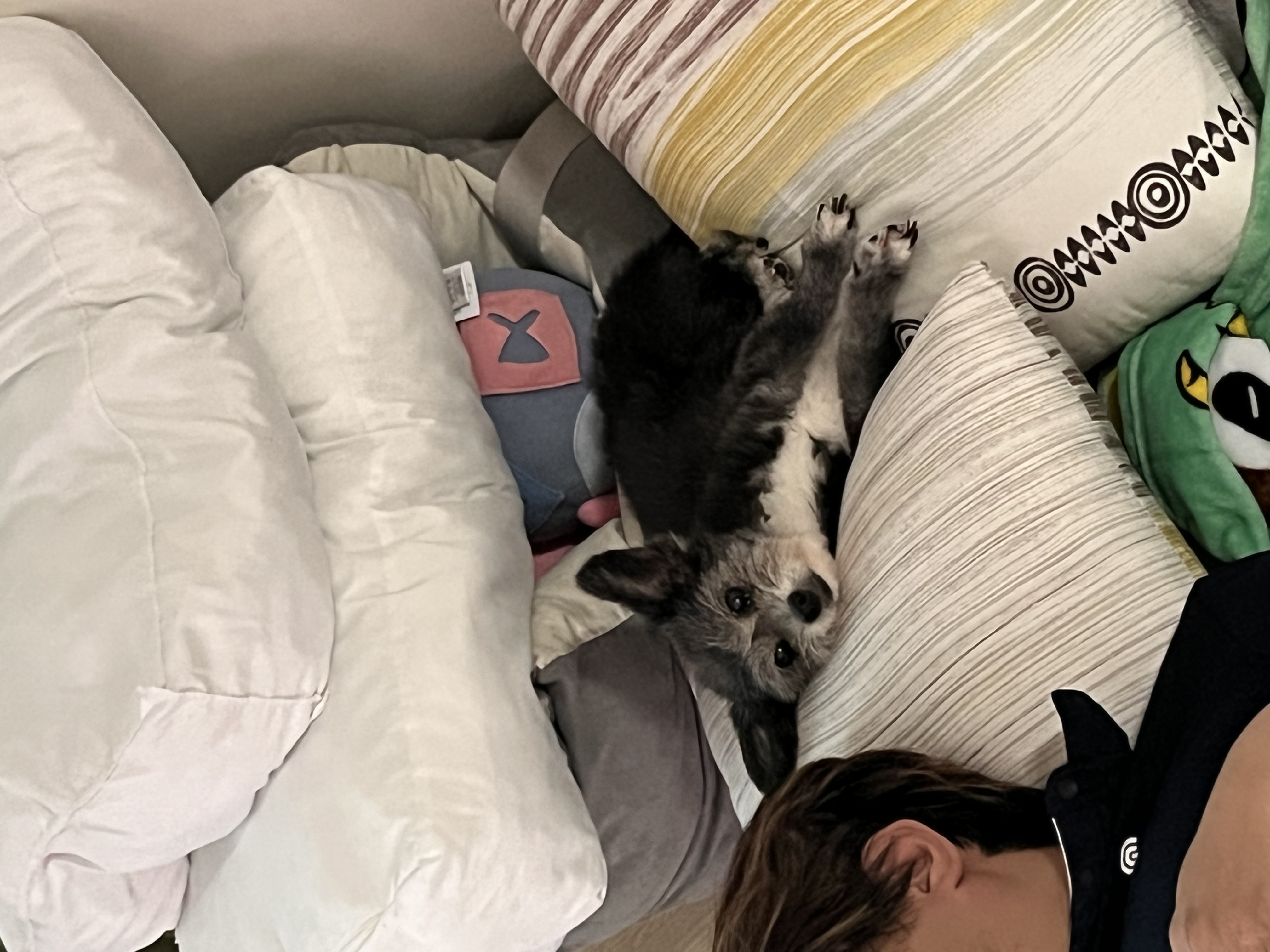 단이랑 구름이랑 소소한 일상