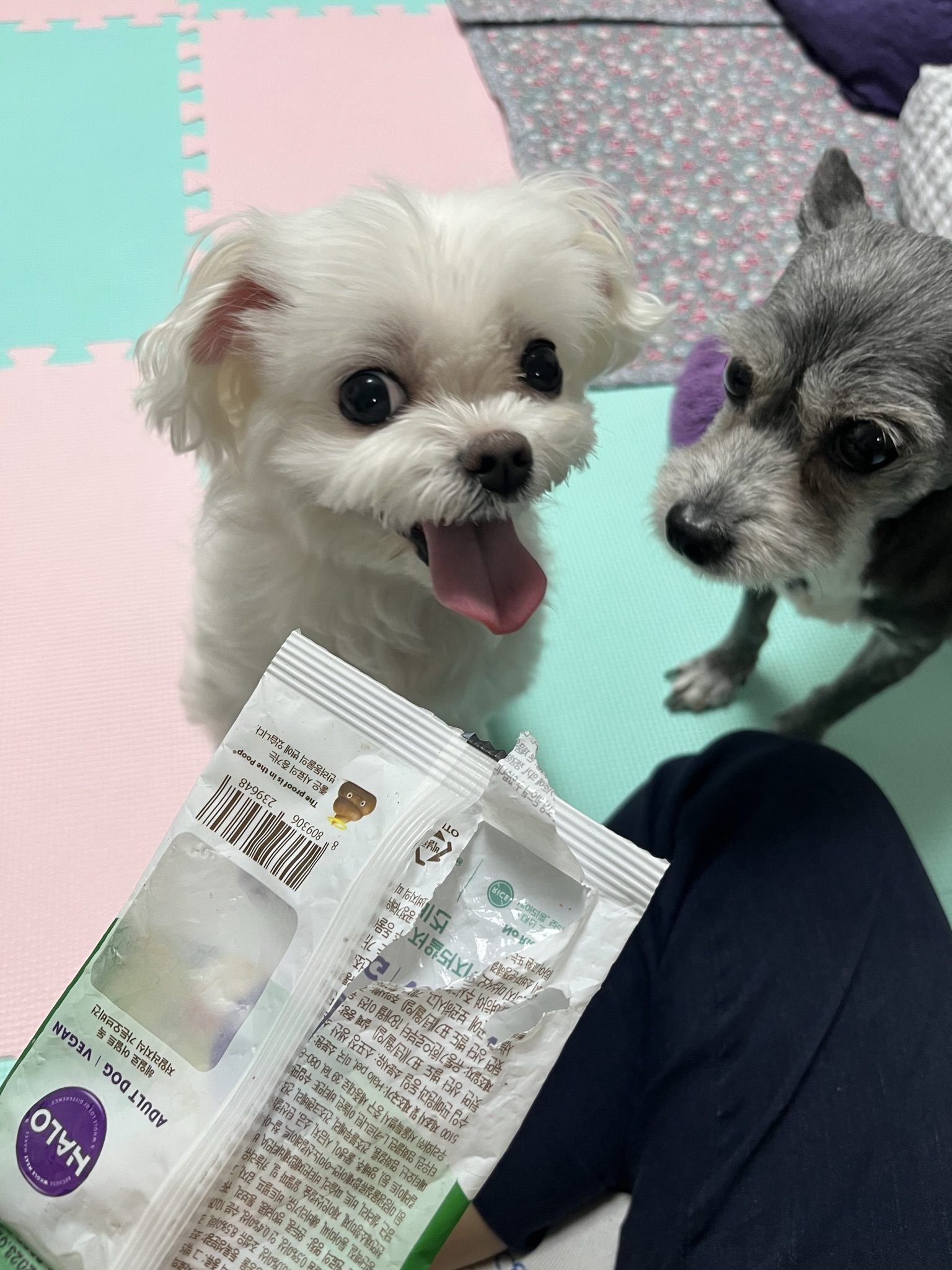 단이랑 구름이랑 소소한 일상