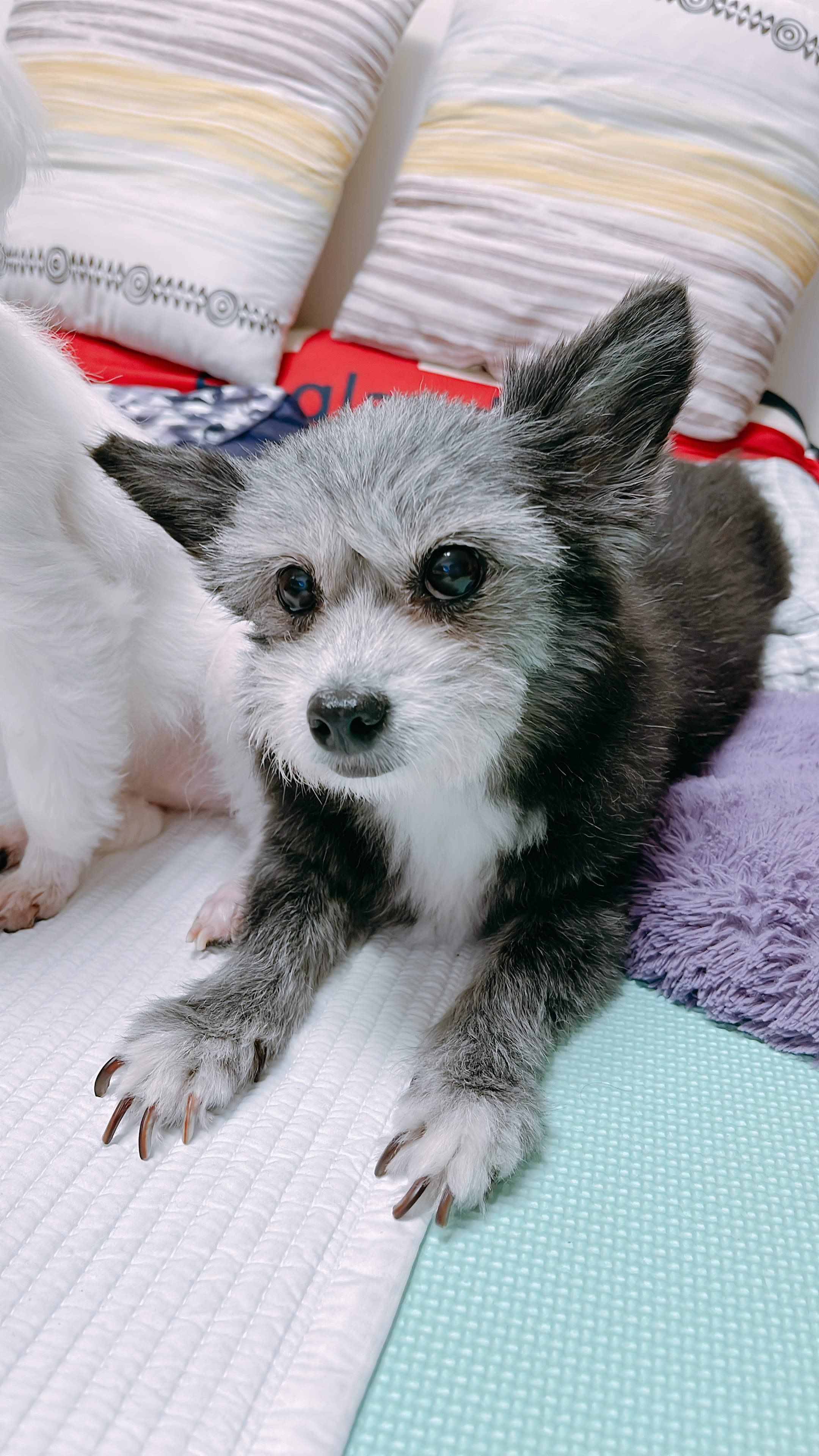 단이랑 구름이랑 소소한 일상