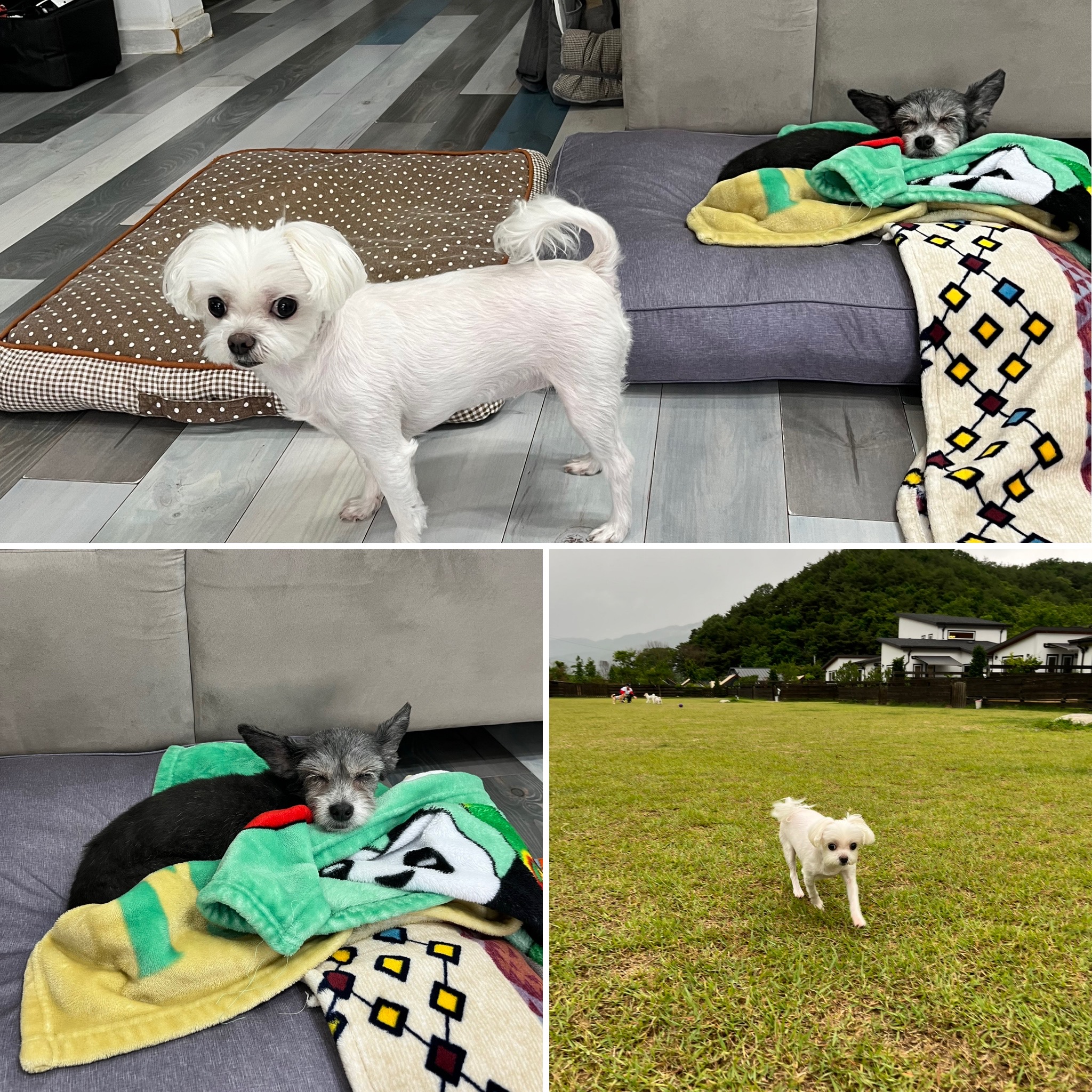 단이랑 구름이랑 소소한 일상