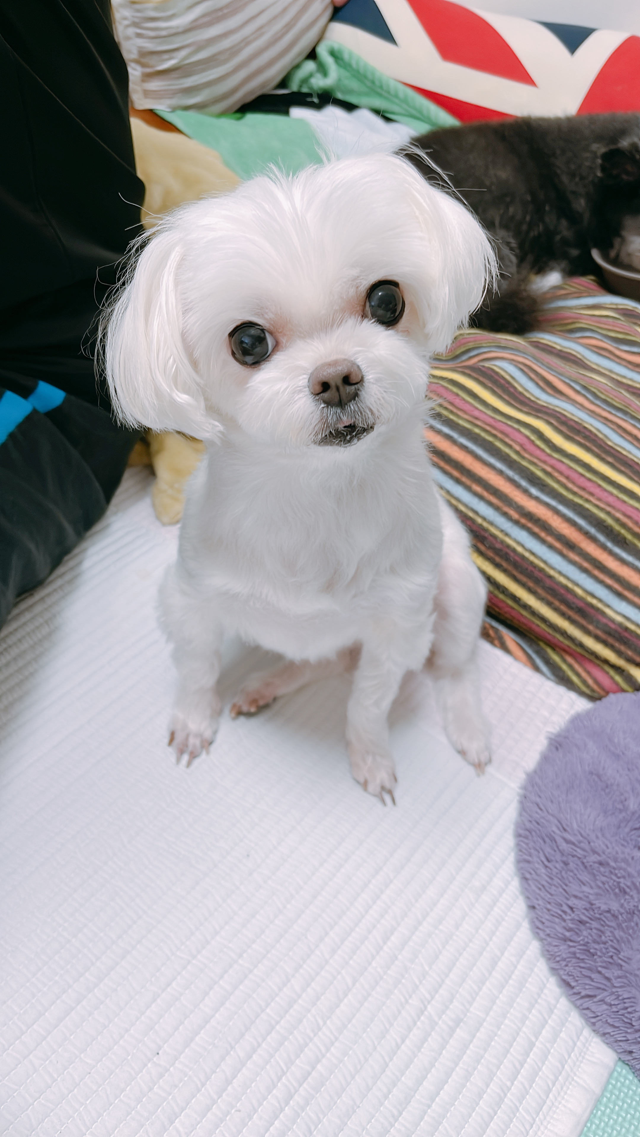 단이랑 구름이랑 소소한 일상