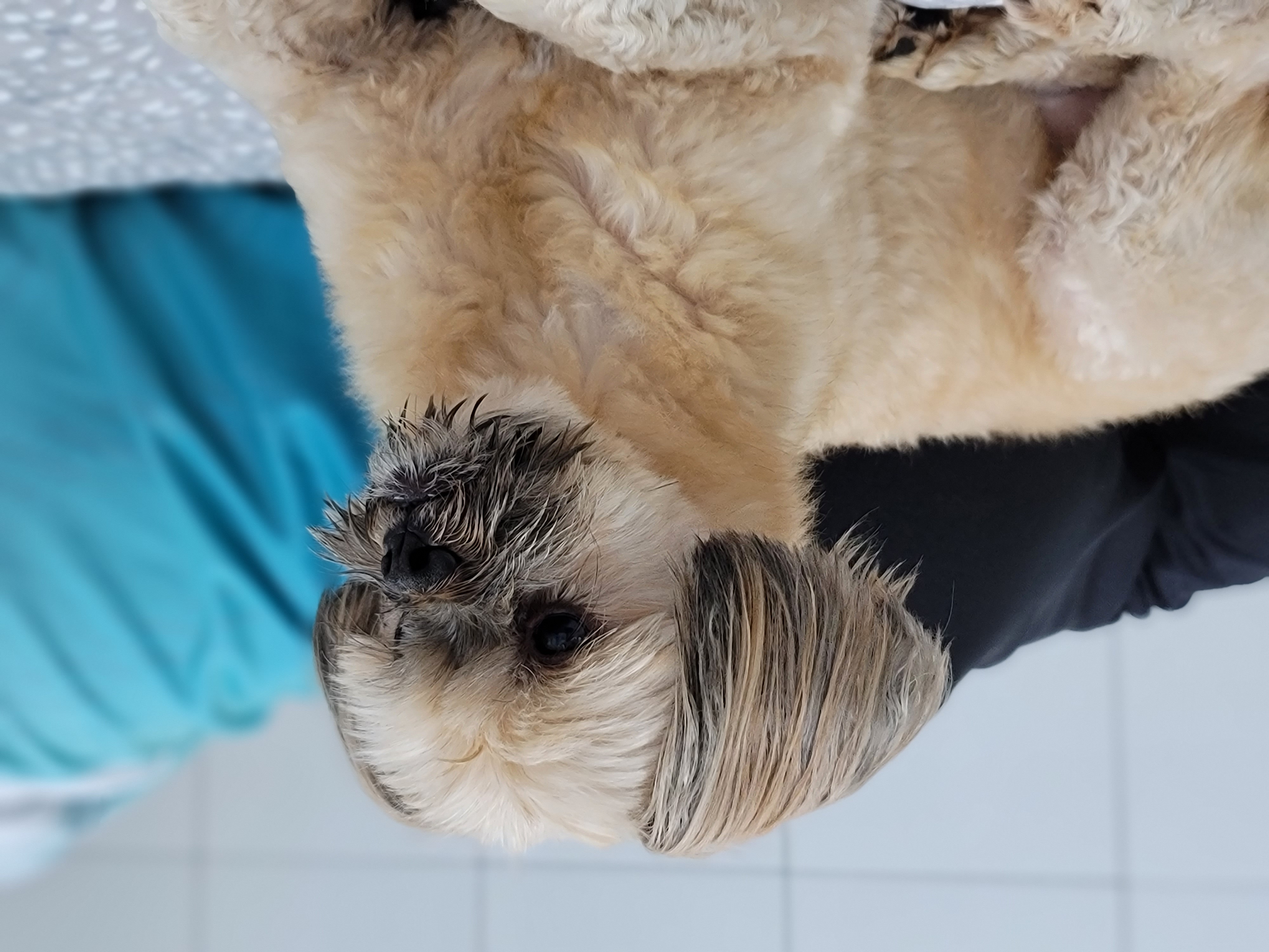 깐돌이 입양후 소식