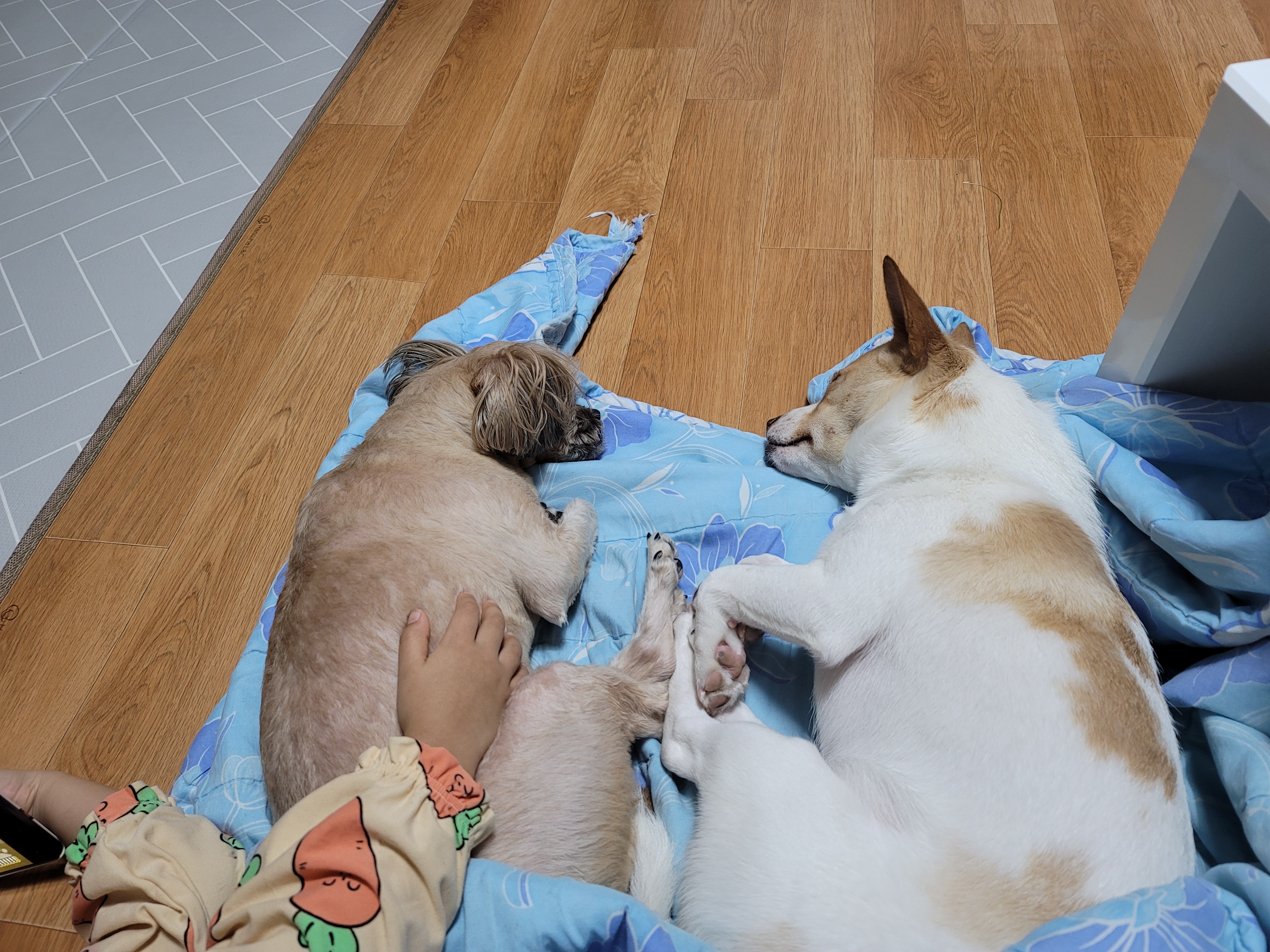 깐돌이 입양후 소식