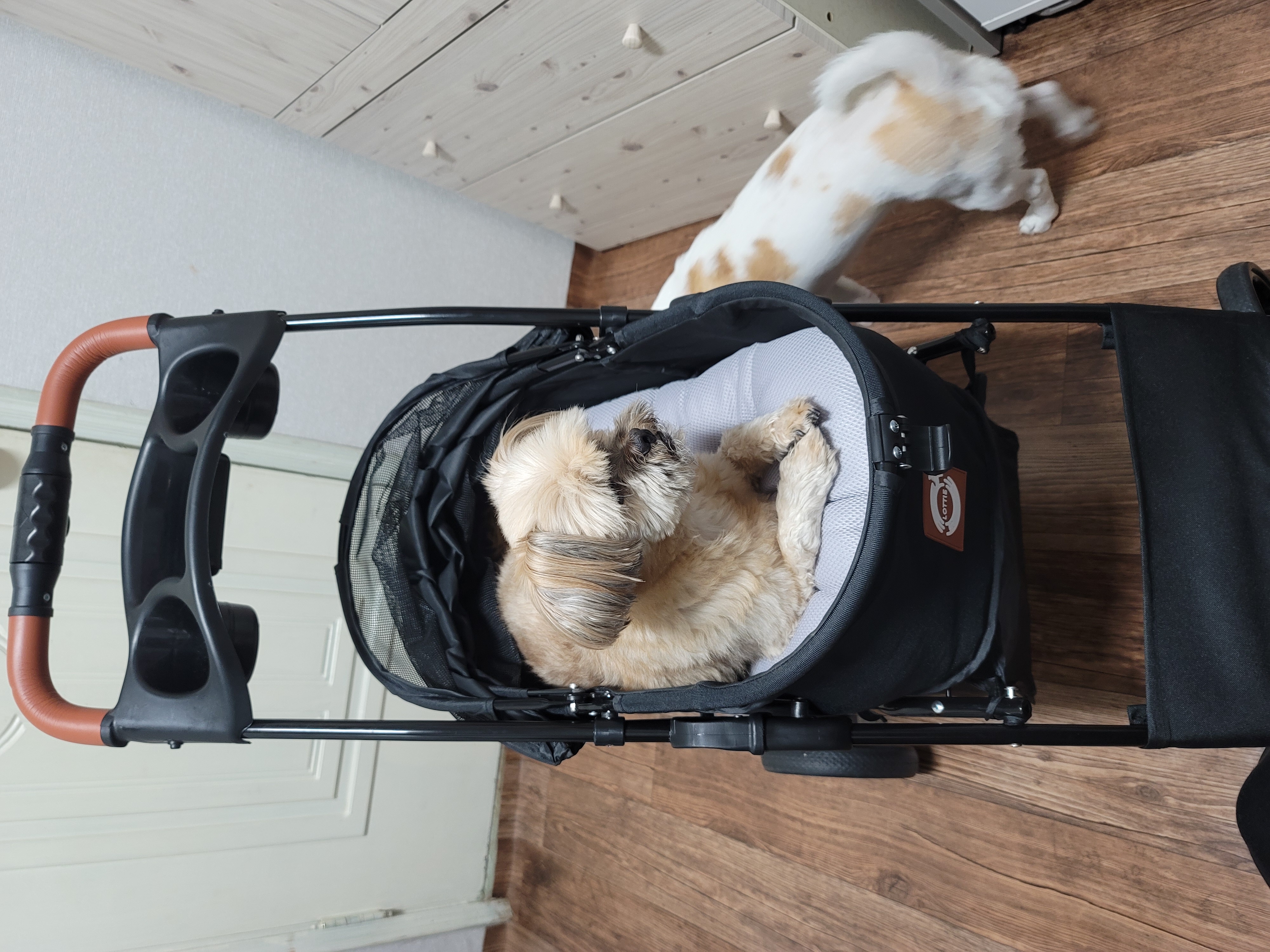 깐돌이 입양후 소식