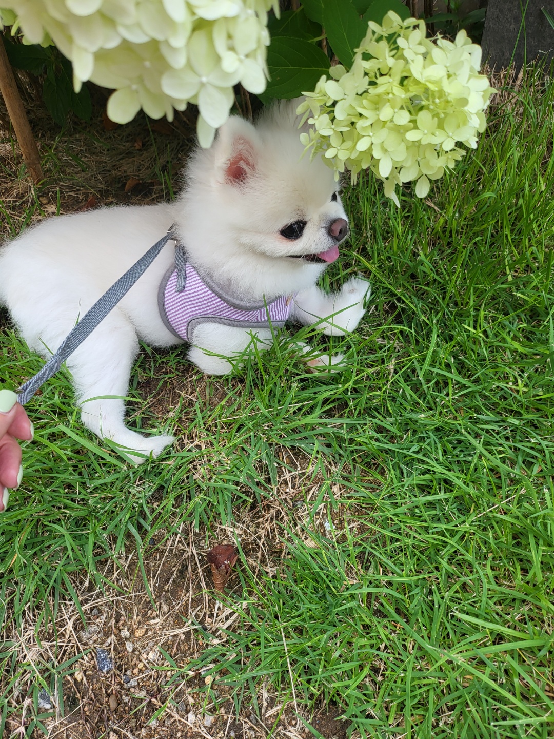 설이 (샤니) 인사드립니다