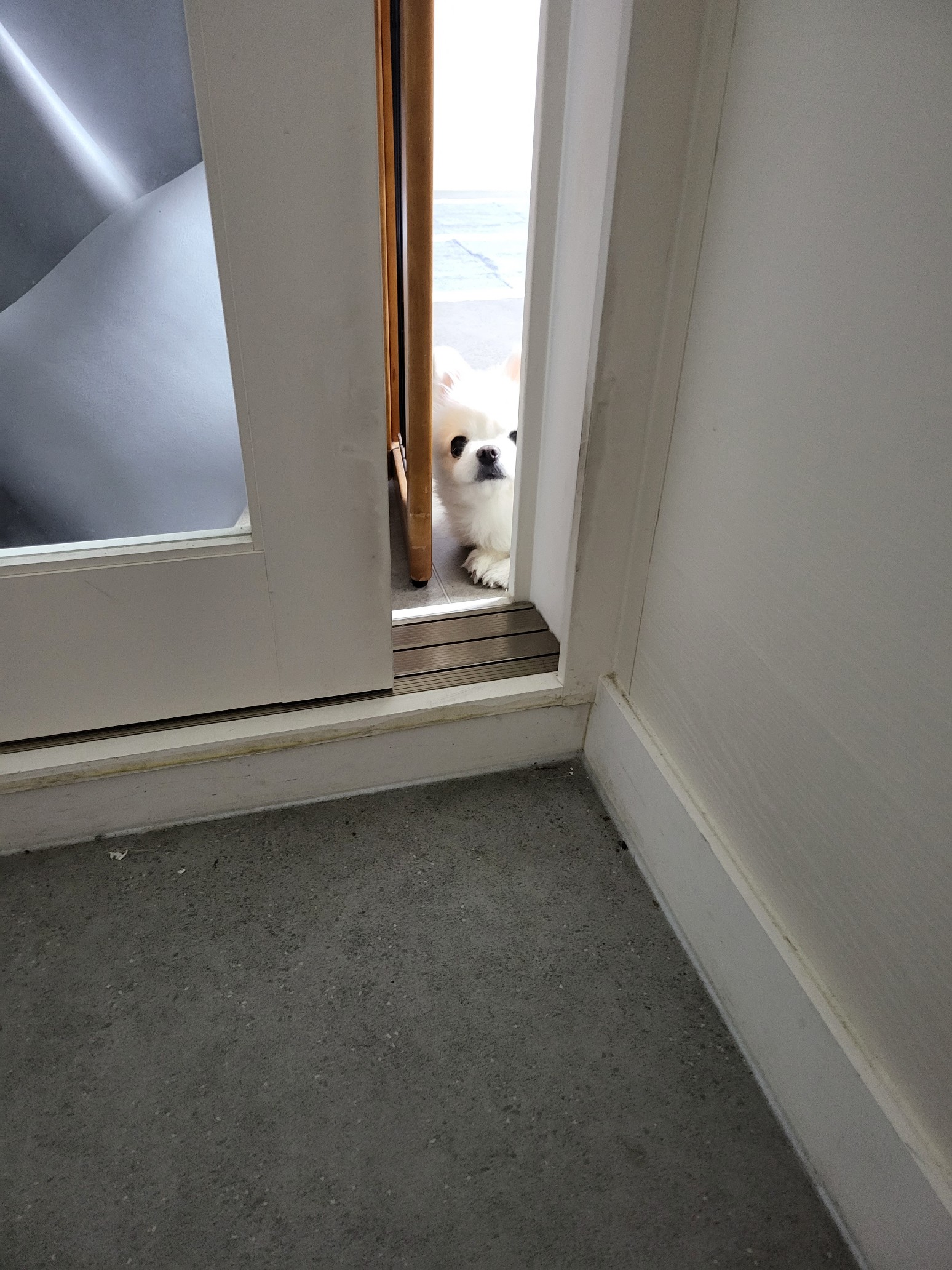 설이 (샤니) 인사드립니다