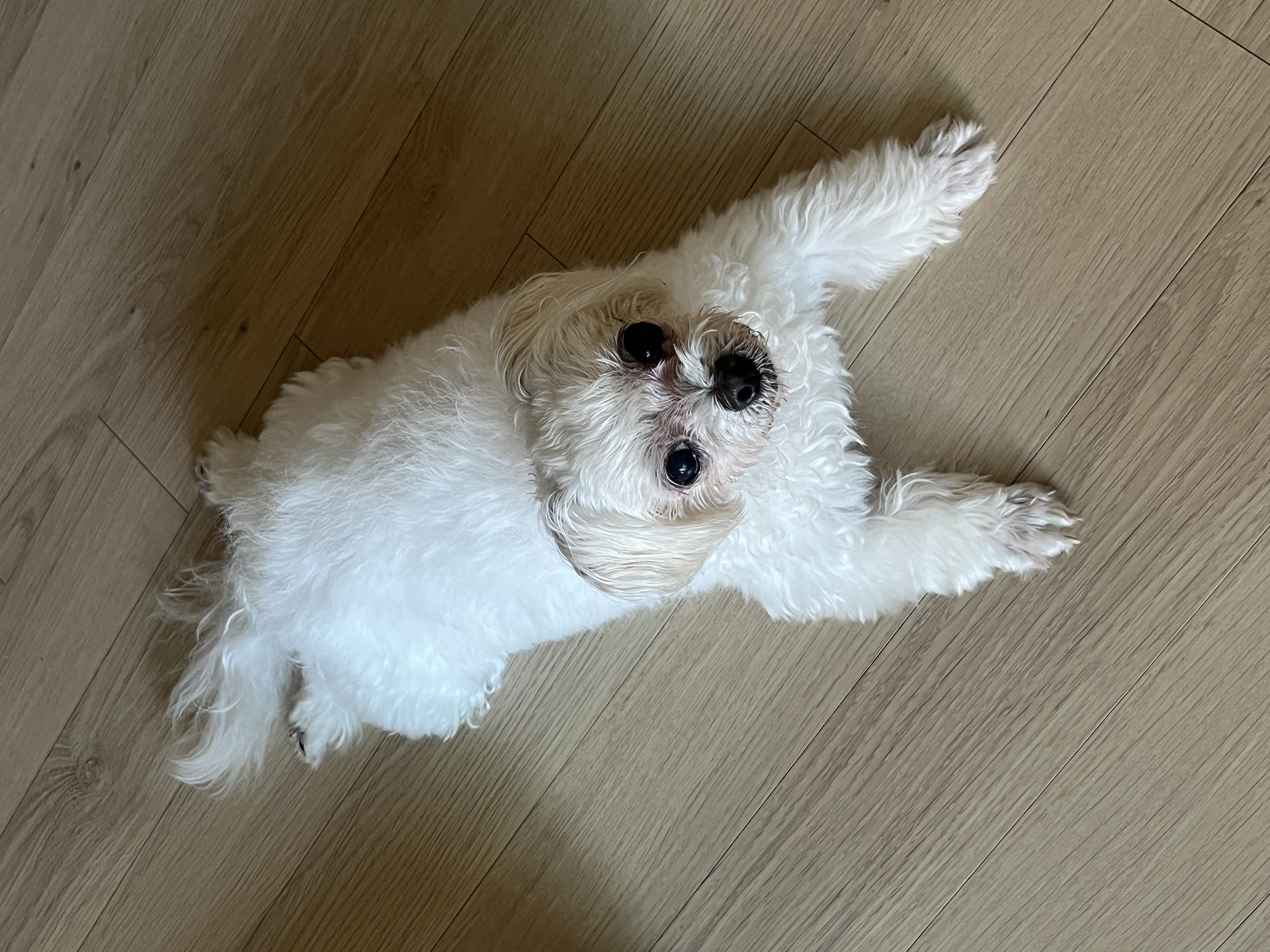 구 둘리 현 둥실 임보 1주일 차예요 :)