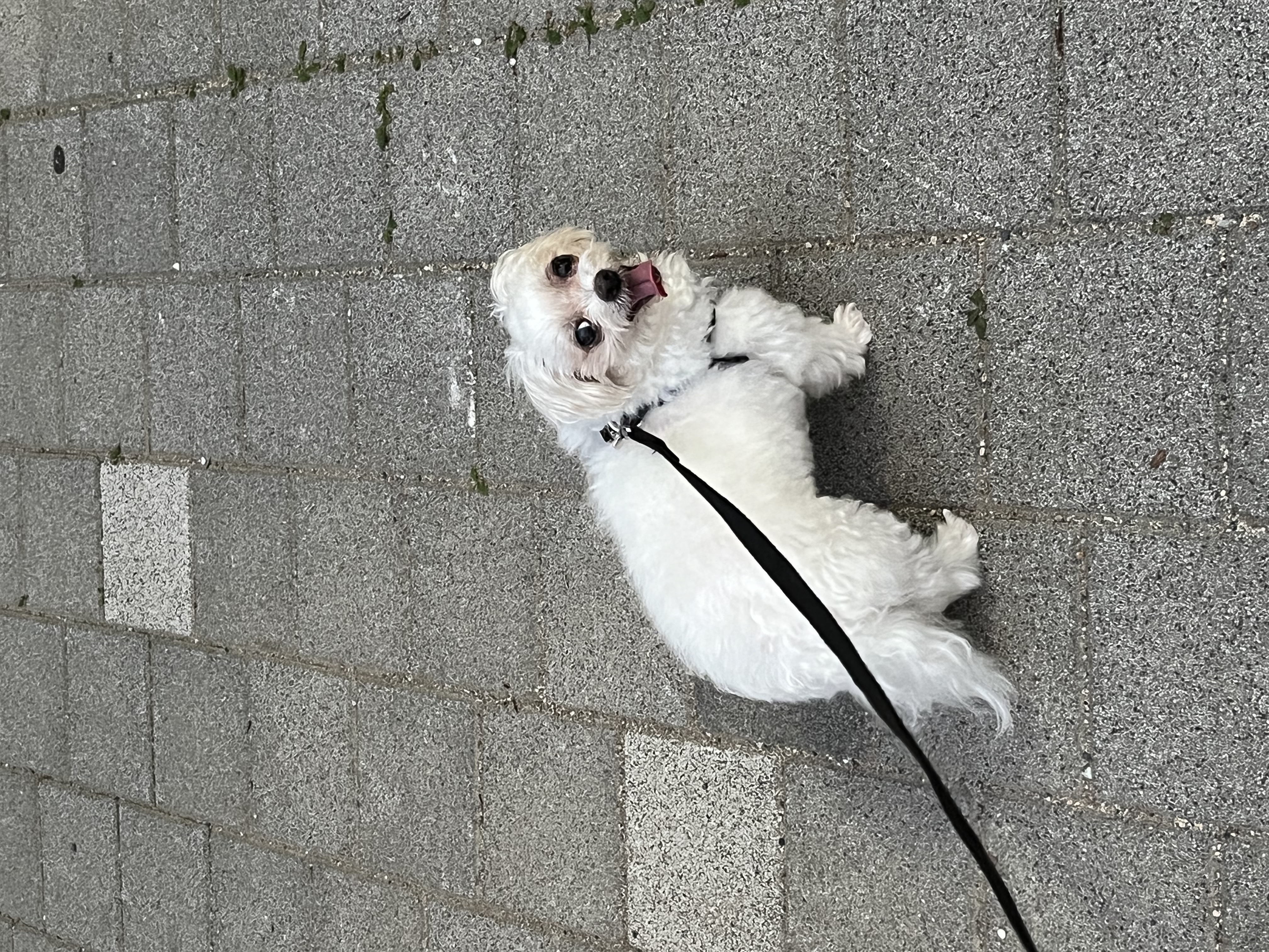 구 둘리 현 둥실 임보 1주일 차예요 :)