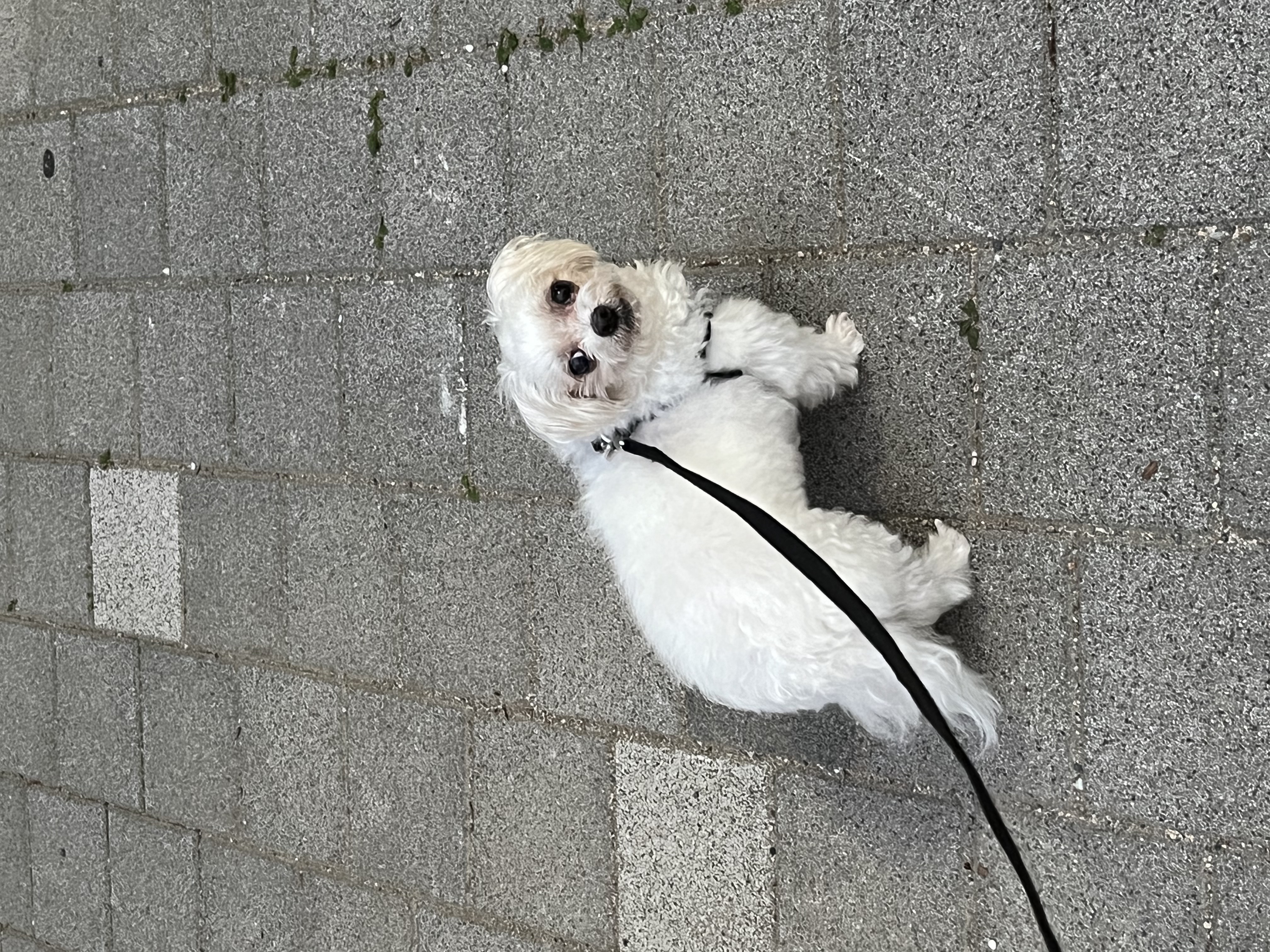 구 둘리 현 둥실 임보 1주일 차예요 :)