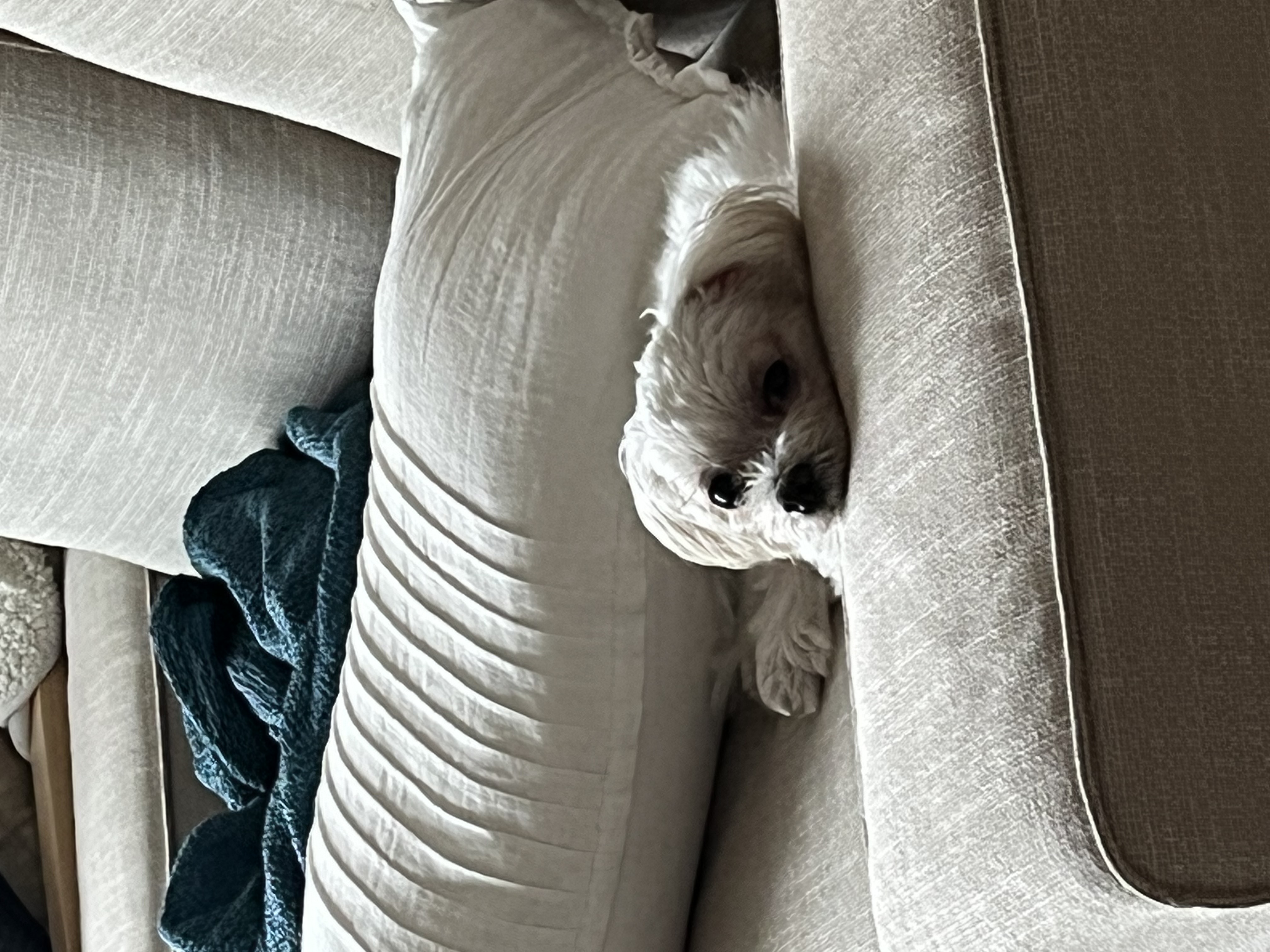 구 둘리 현 둥실 임보 1주일 차예요 :)