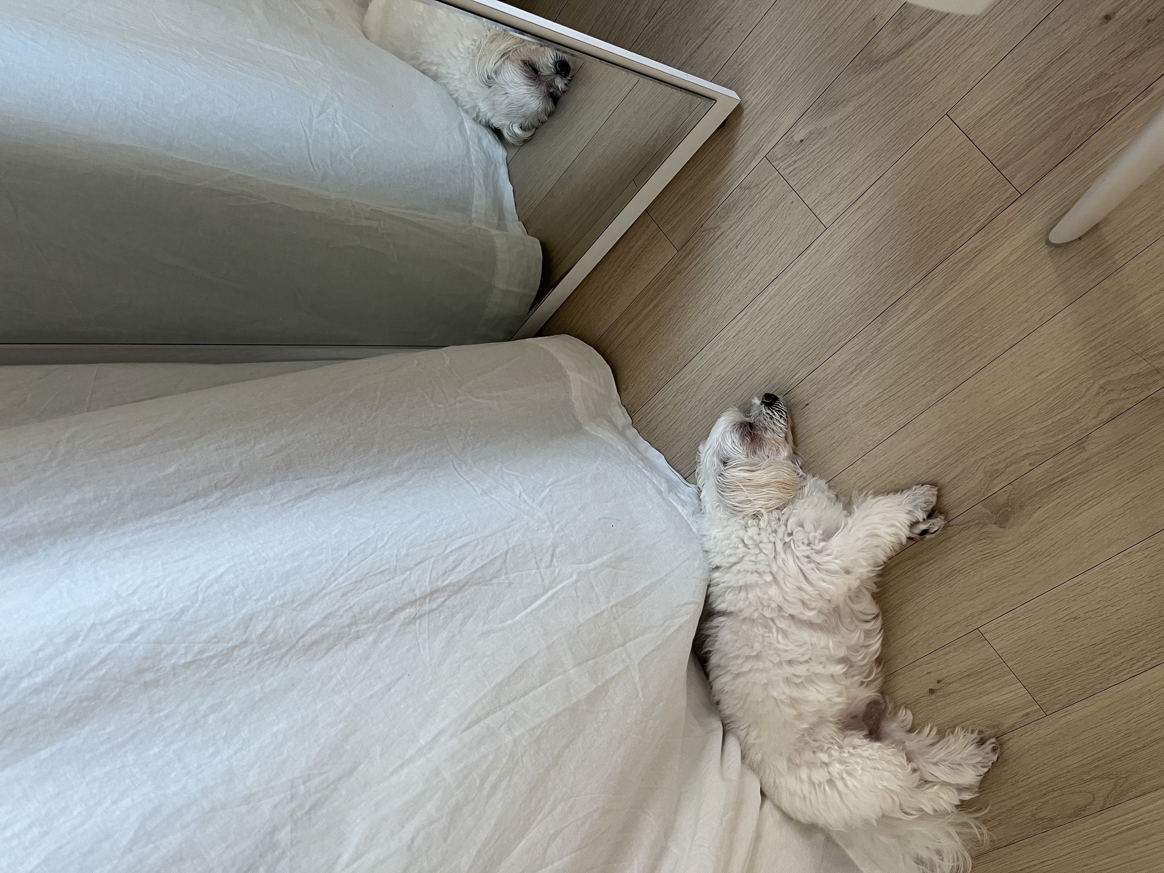 구 둘리 현 둥실 임보 1주일 차예요 :)