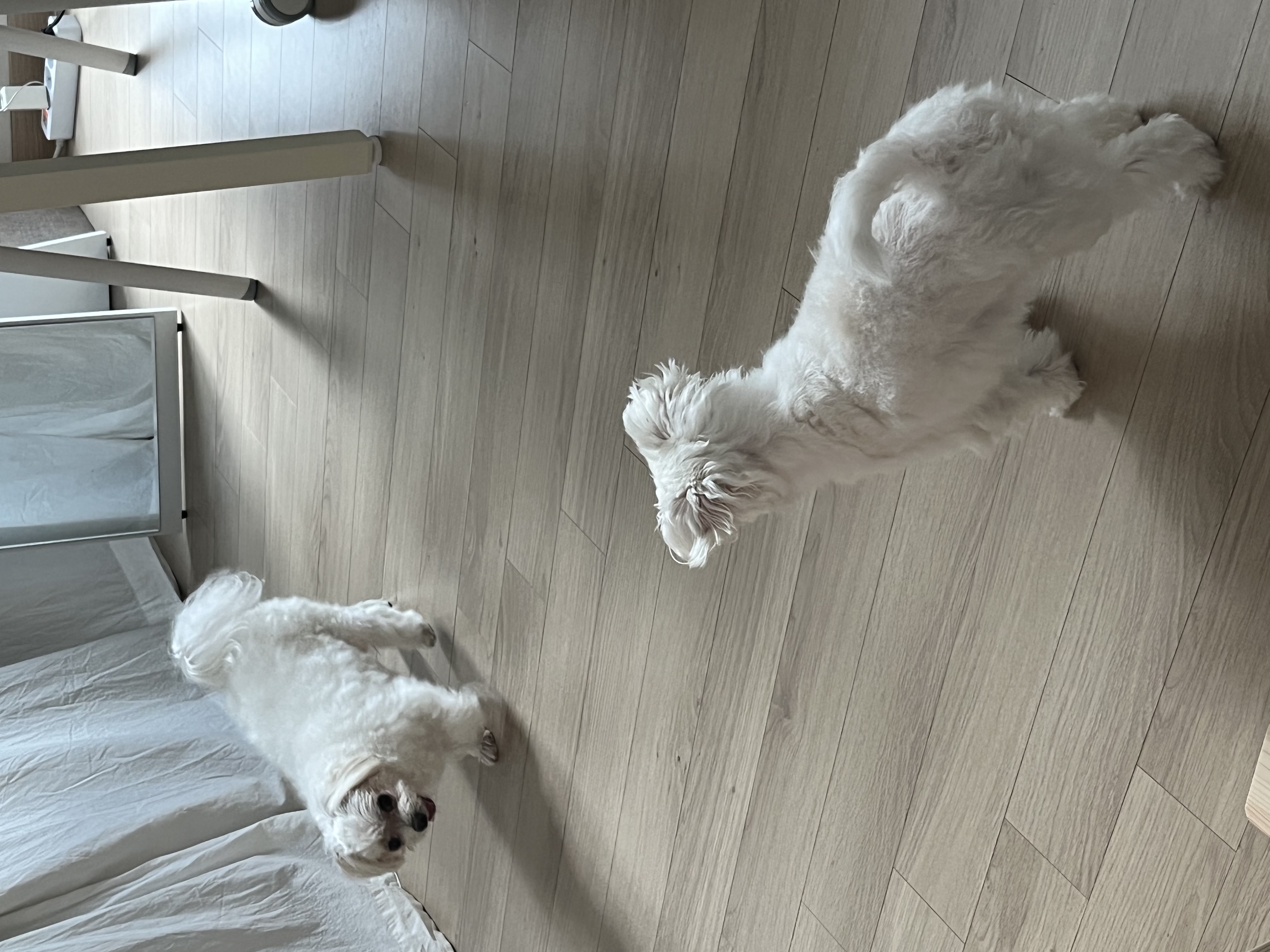 구 둘리 현 둥실 임보 1주일 차예요 :)