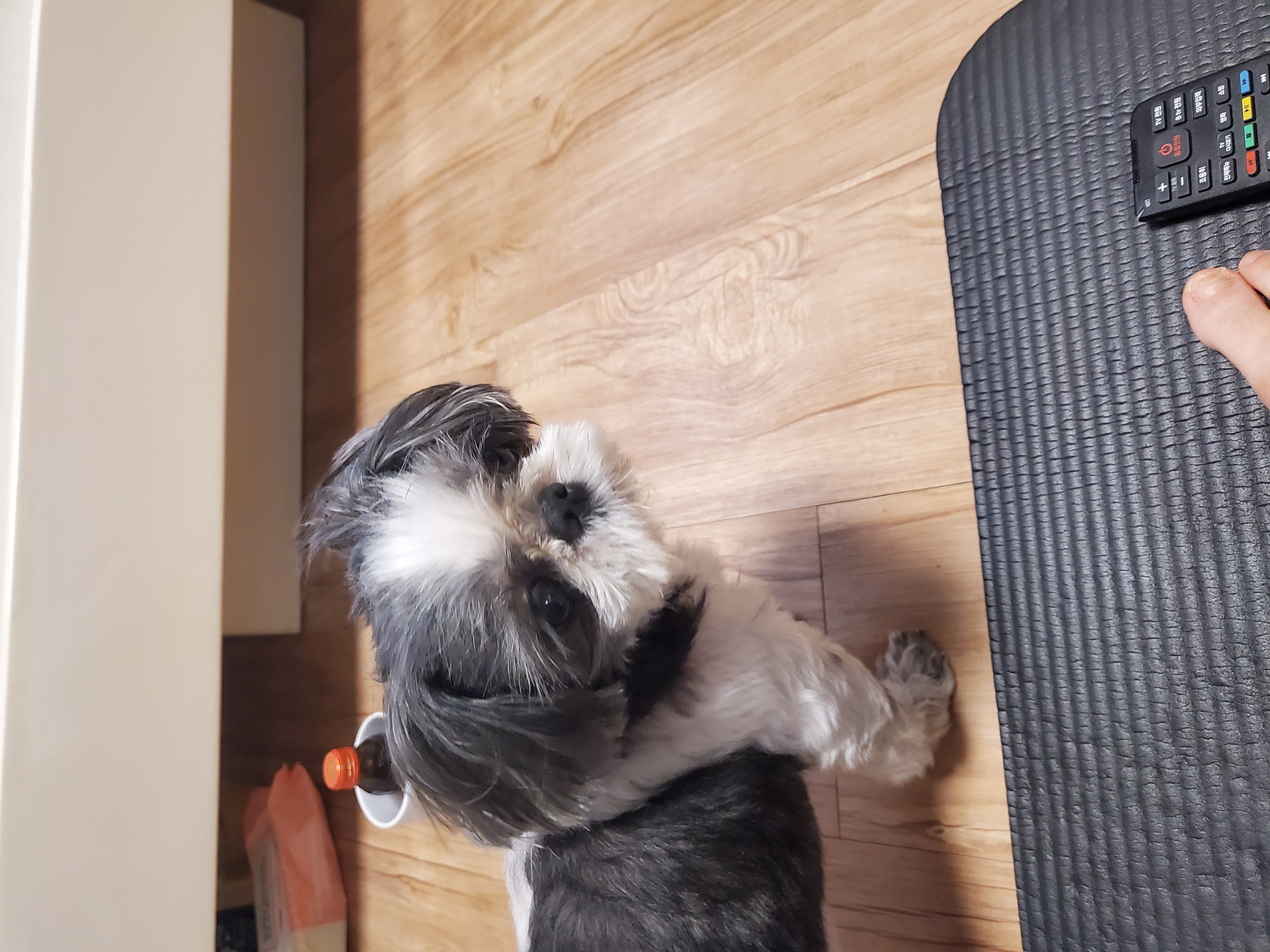 자몽이 입양후기