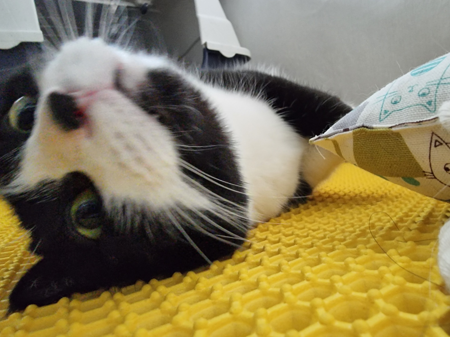 코리(구,코점이) 오래간만이예요~