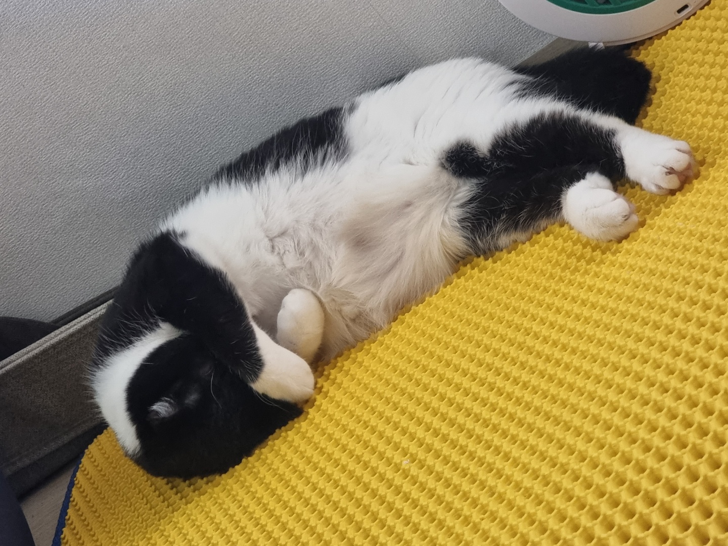 코리(구,코점이) 오래간만이예요~